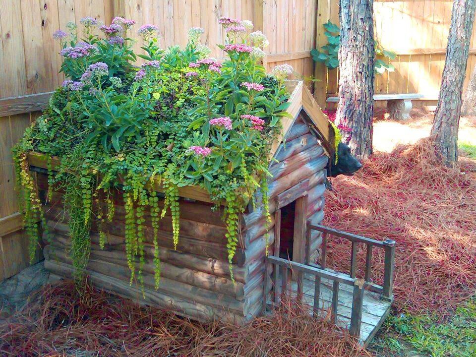 Собака и дача: Как не только выжить, но и отдохнуть