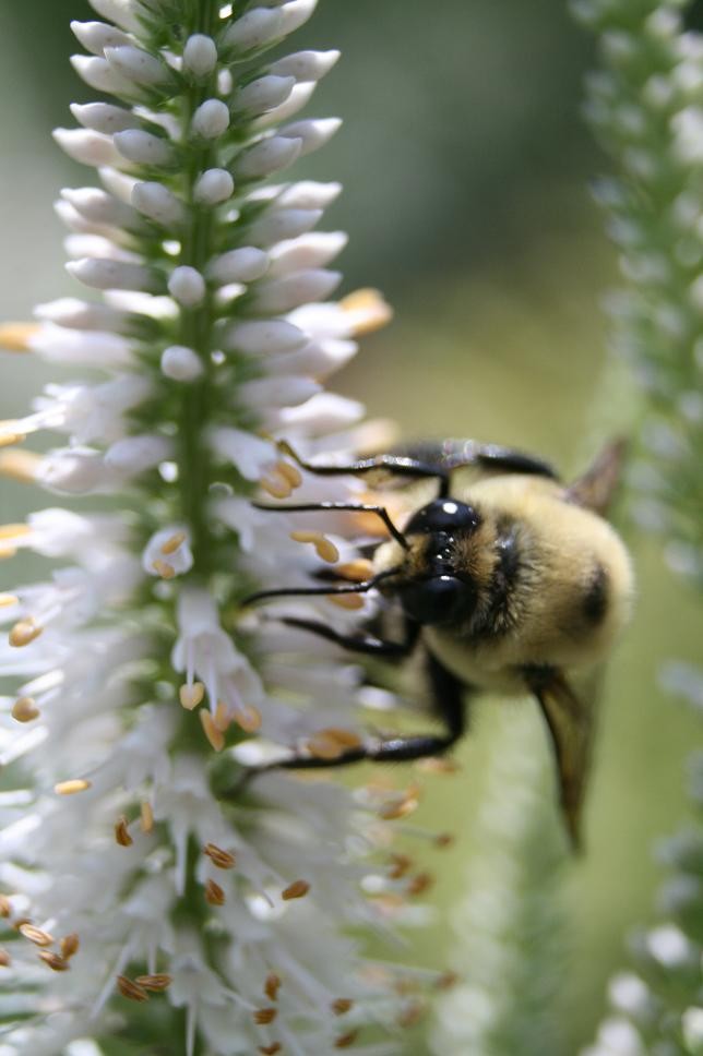 Хороший вопрос: Как создать жизнестойкий сад