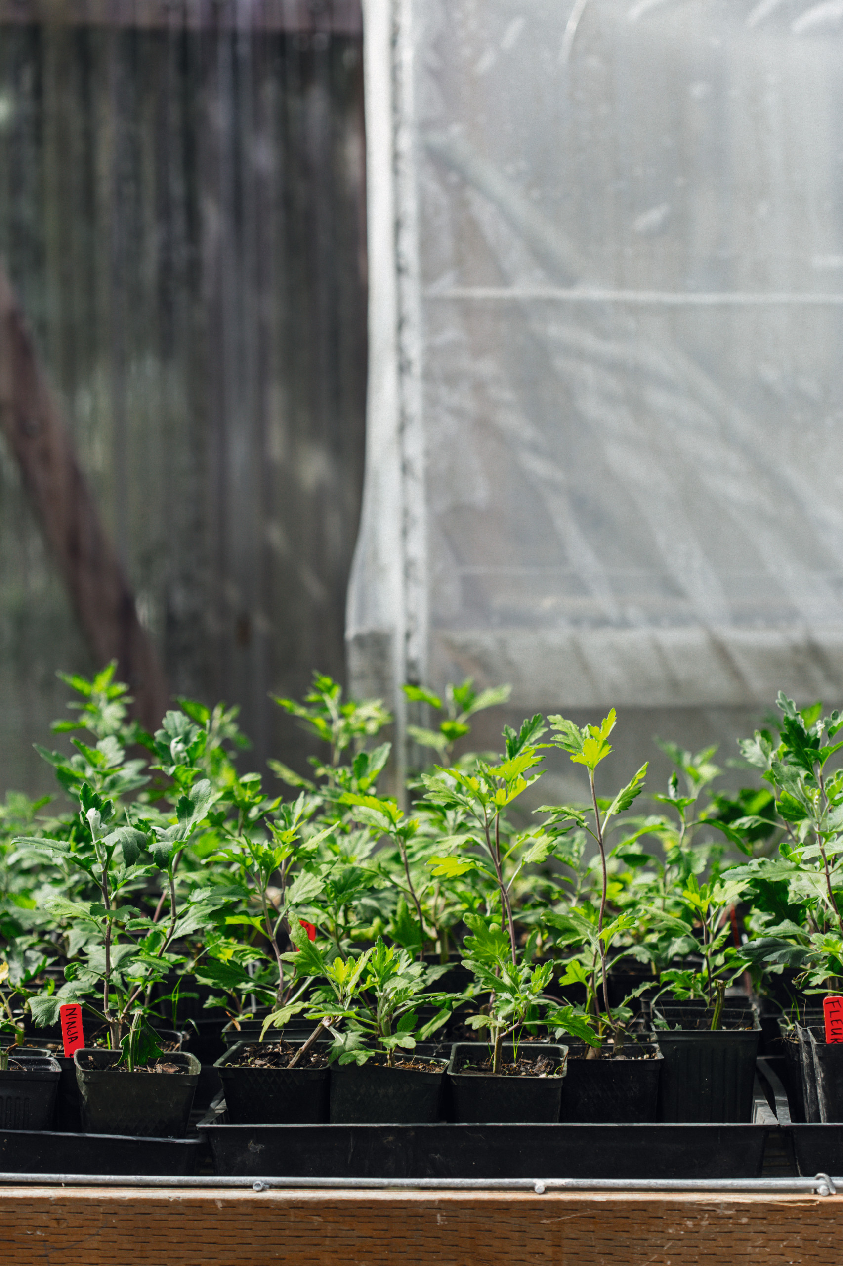 Дневник садовода: Зачем его вести и как