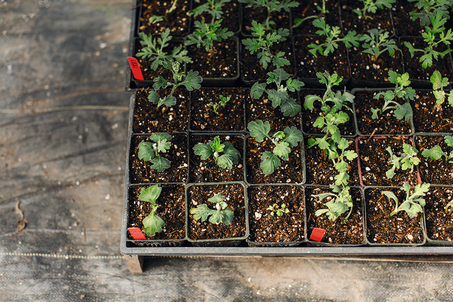 Дневник садовода: Зачем его вести и как