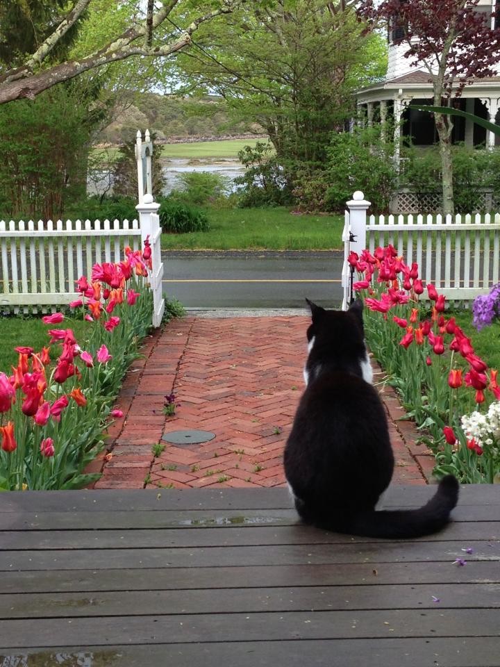 Цветущий сад: Календарь на май для дачников и садоводов