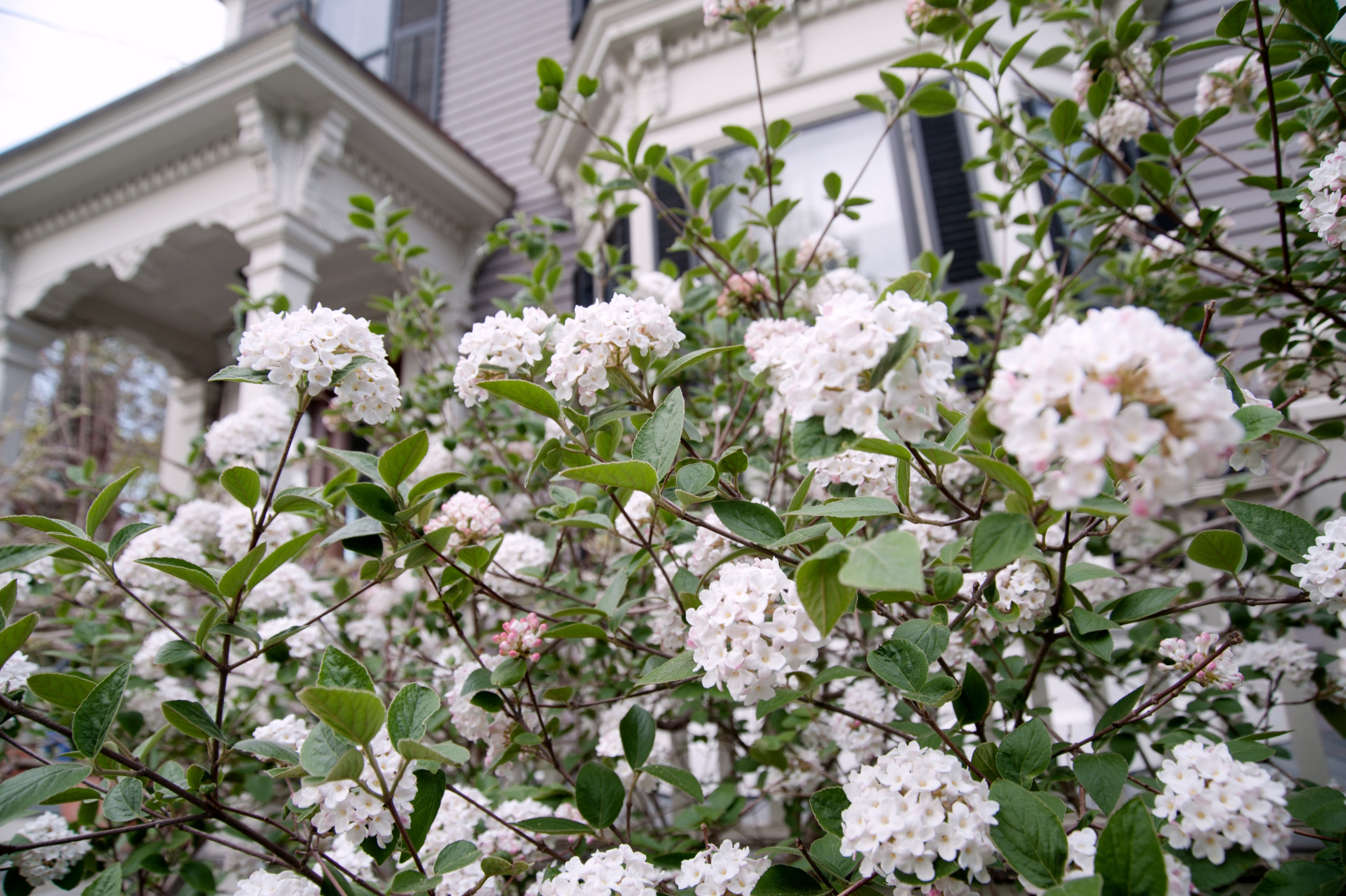 Одним цветом: Оформление участка в единой цветовой гамме