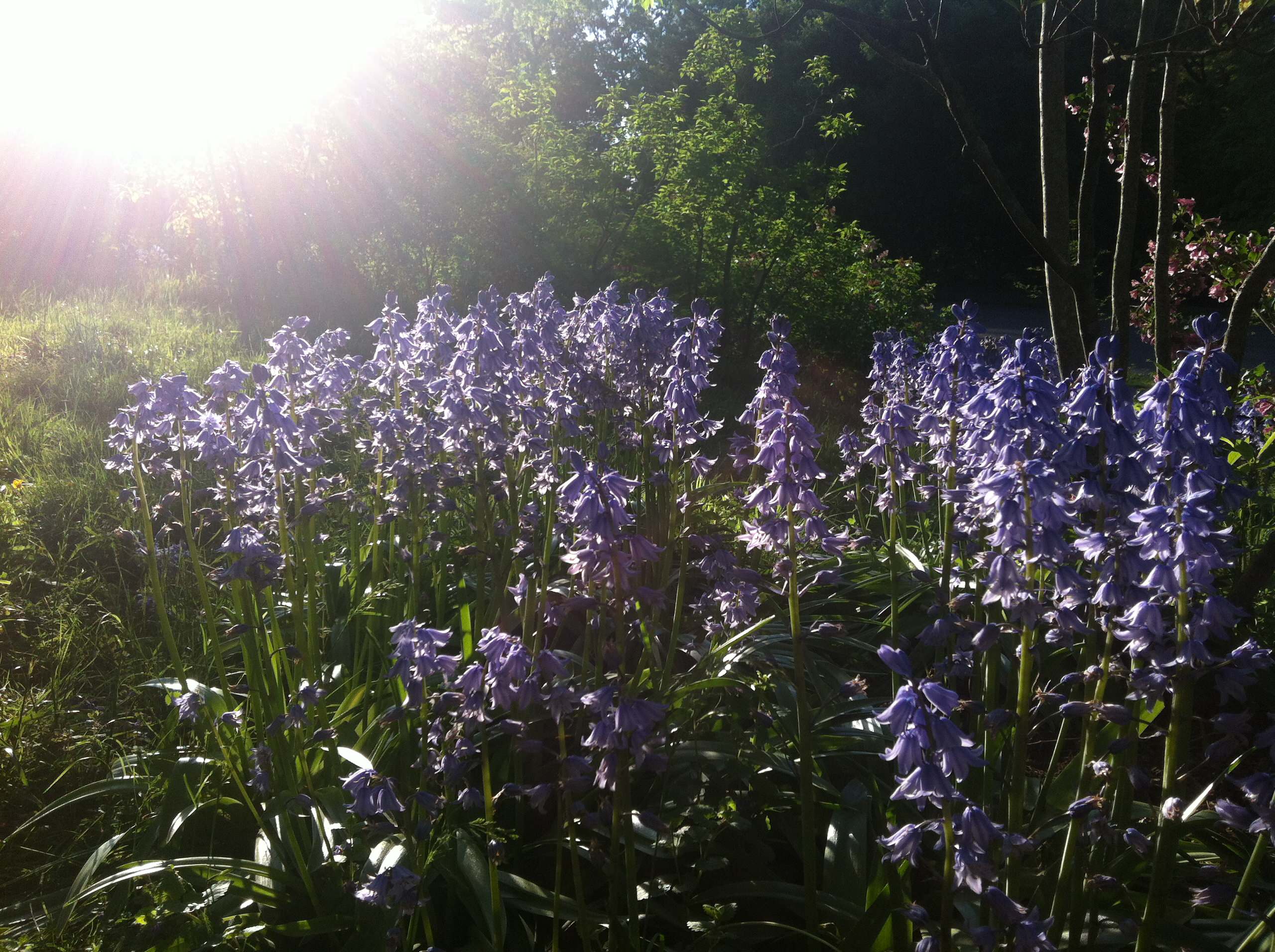 Солнце мое: Как сделать план дачного участка, исходя из движения солнца