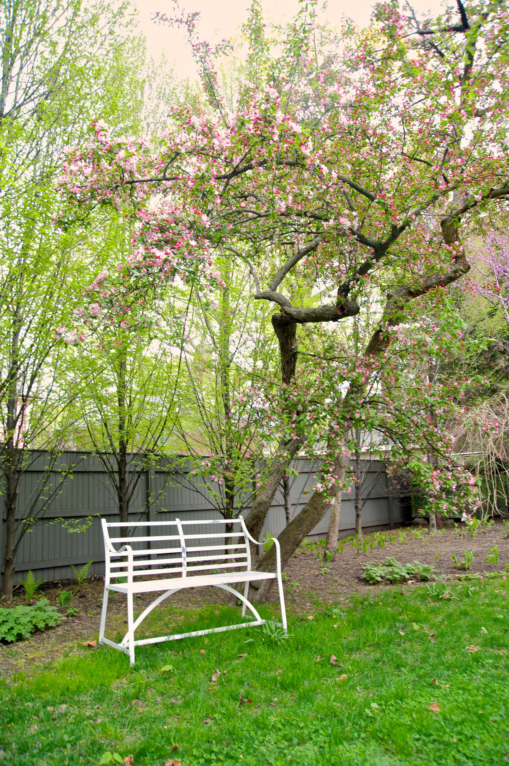 Цветущий сад: Календарь на май для дачников и садоводов