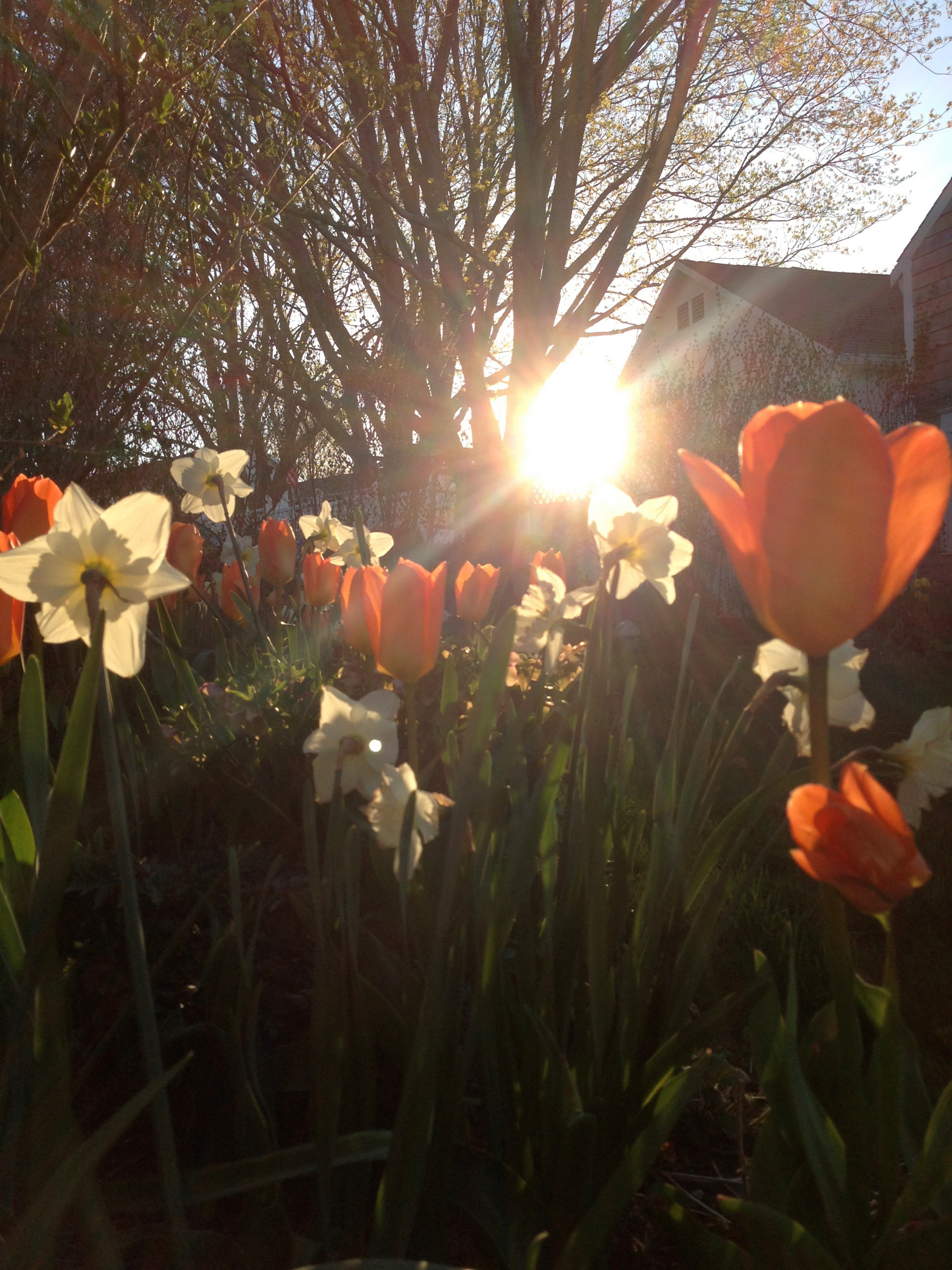 Солнце мое: Как сделать план дачного участка, исходя из движения солнца