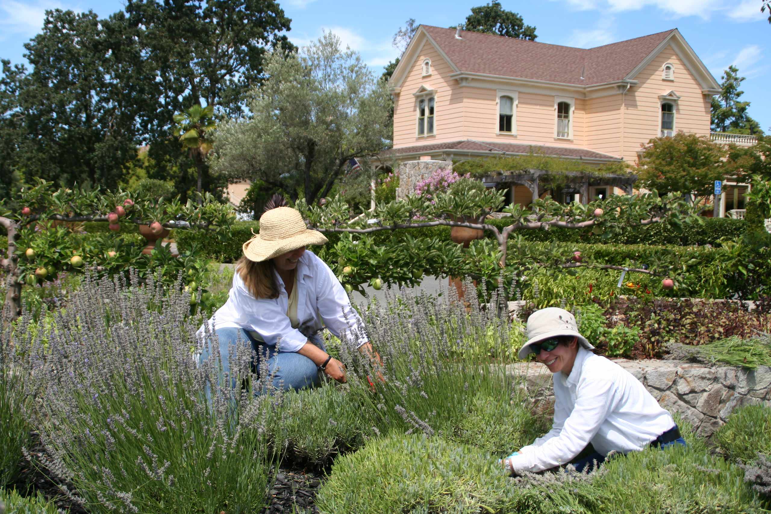 Приоритеты: Как ухаживать за садом, если у вас нет опыта