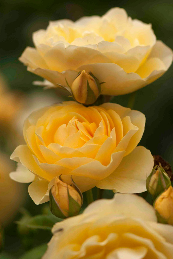 Как правильно: Выбрать саженцы роз для посадки