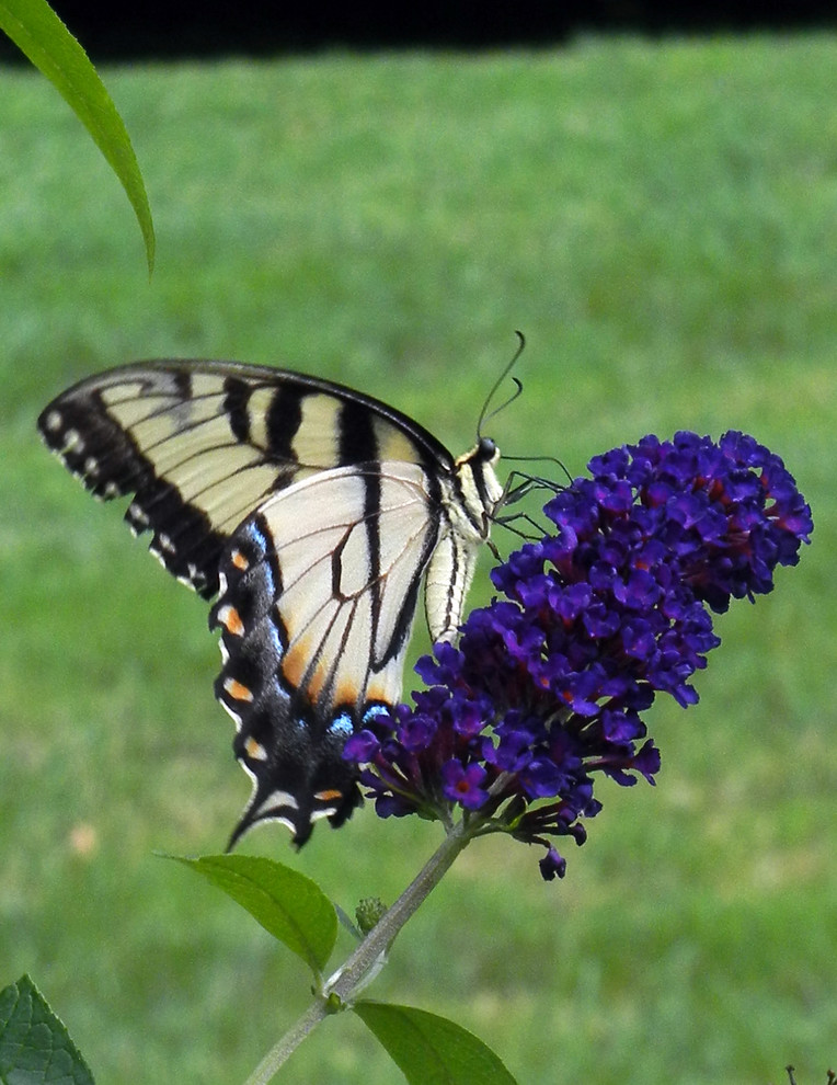 Живой сад: С бабочками, пчелами и жуками — что надо посадить