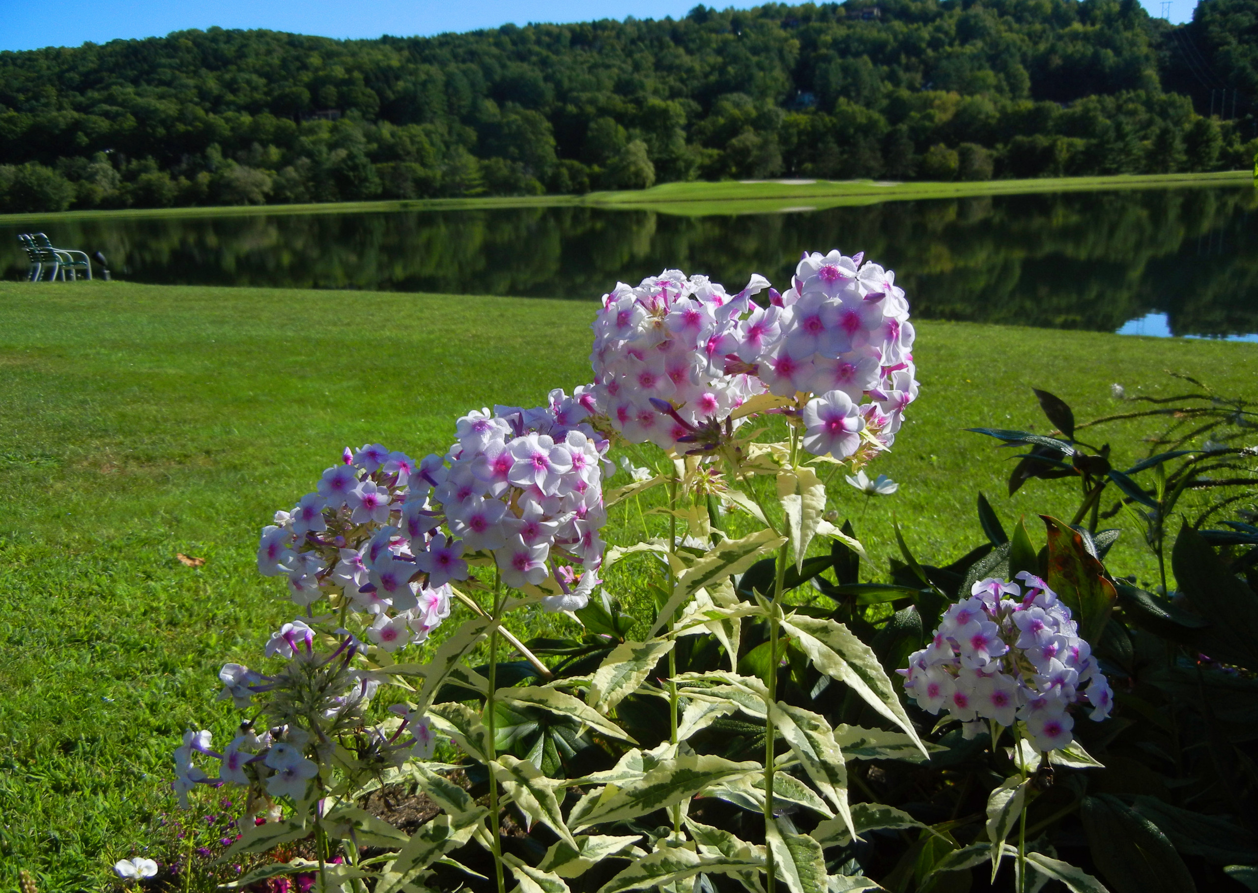 Растение месяца: Флокс метельчатый
