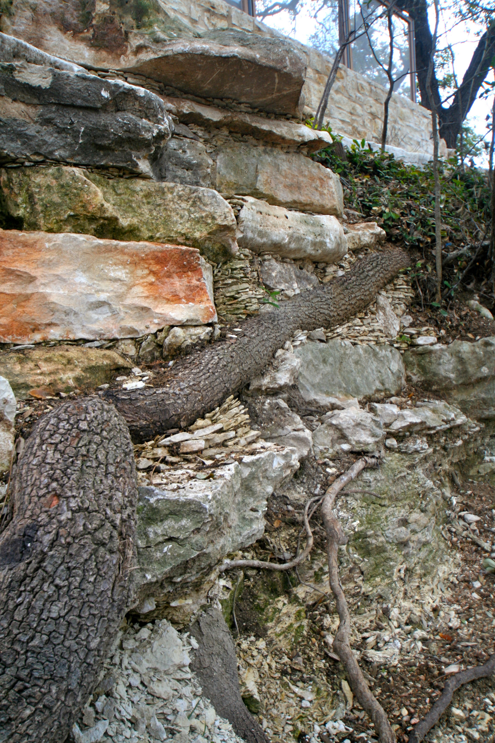 Корневая система растений: Почему важно в ней разбираться