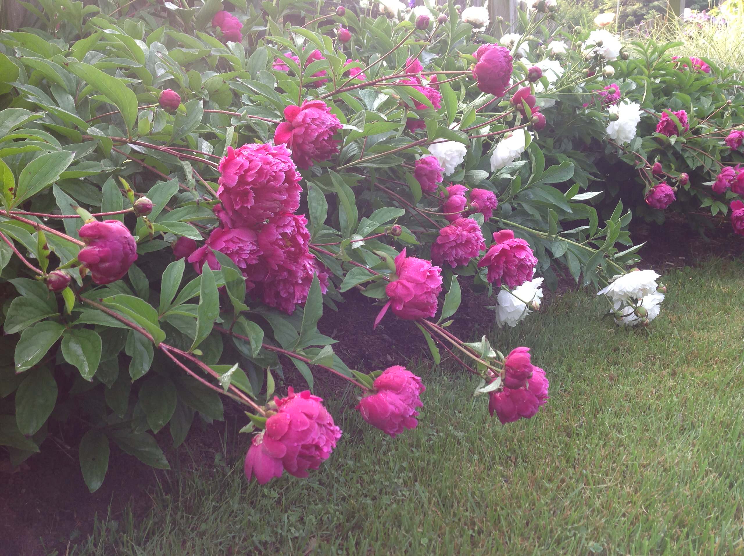 Цветы на даче: 9 стратегий дизайна клумбы