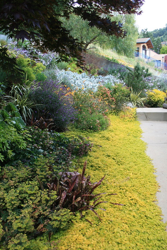 Почвопокровные растения: Зеленый ковер для сада