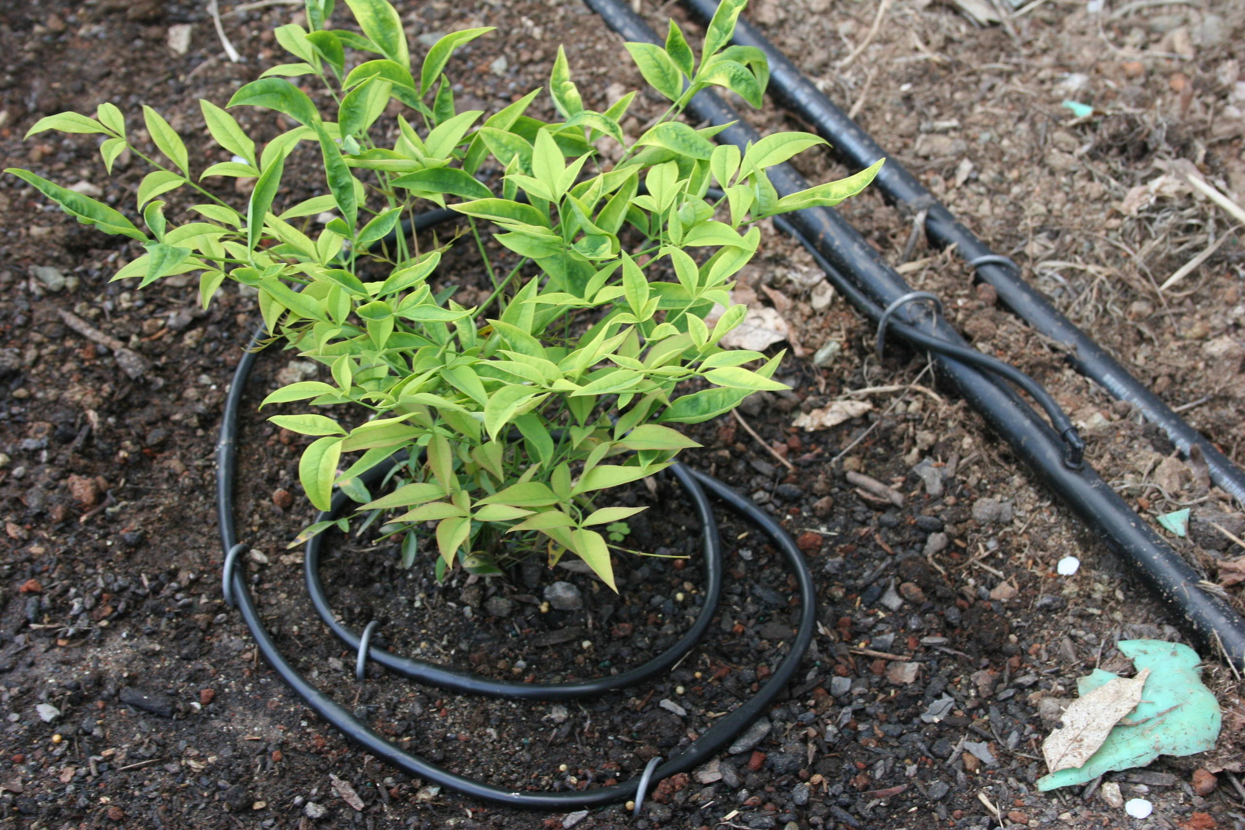 Хороший вопрос: Как создать жизнестойкий сад