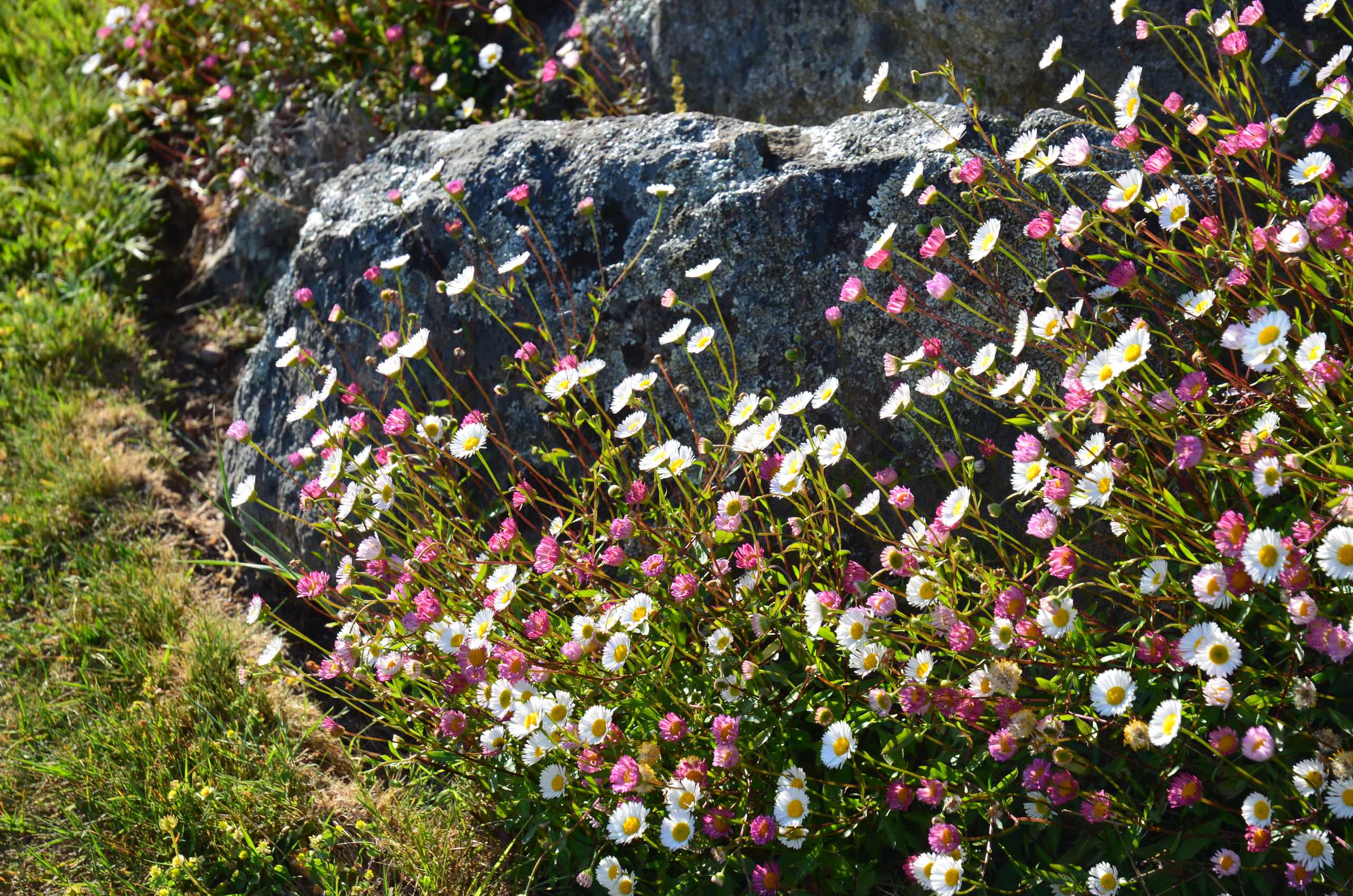 Как правильно: Альпийская горка своими руками