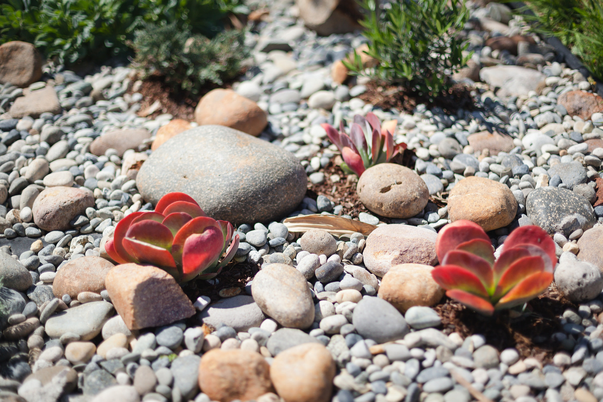 «Ленивый сад» на подоконнике: Что в нем выращивать и как