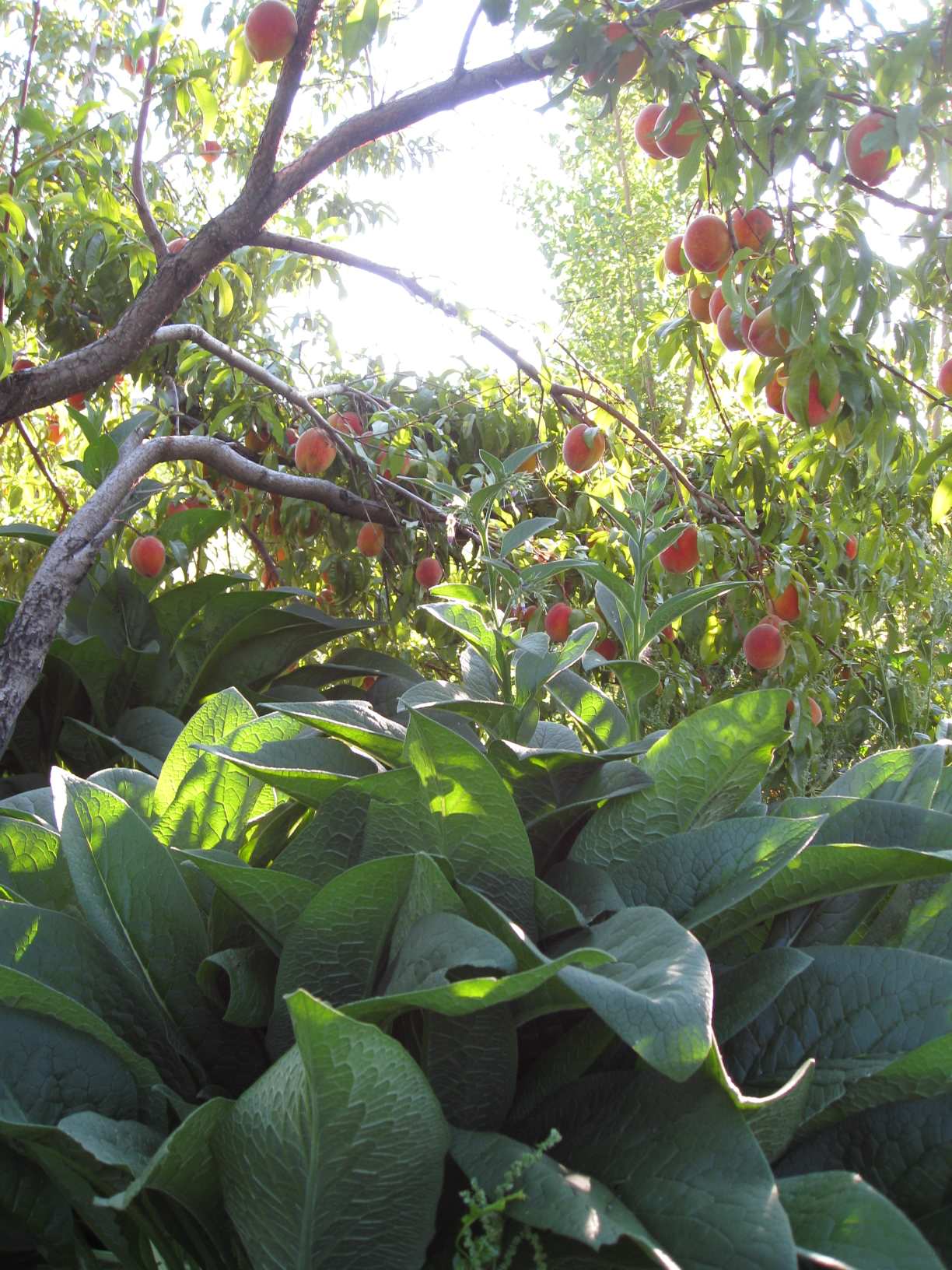 На прививку становись: Зачем и как прививают деревья