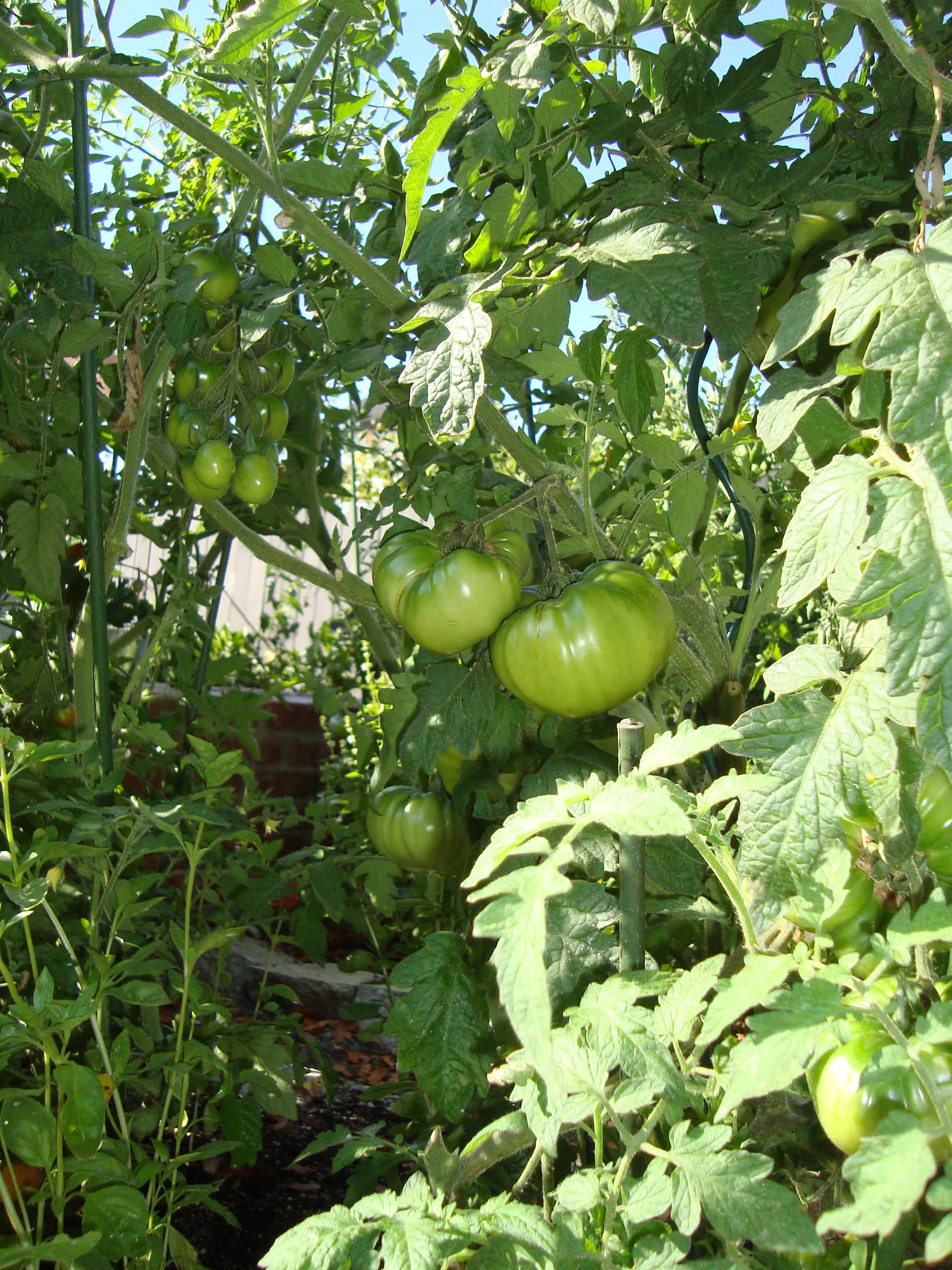 Кушать подано: Гид по питанию садовых и овощных культур