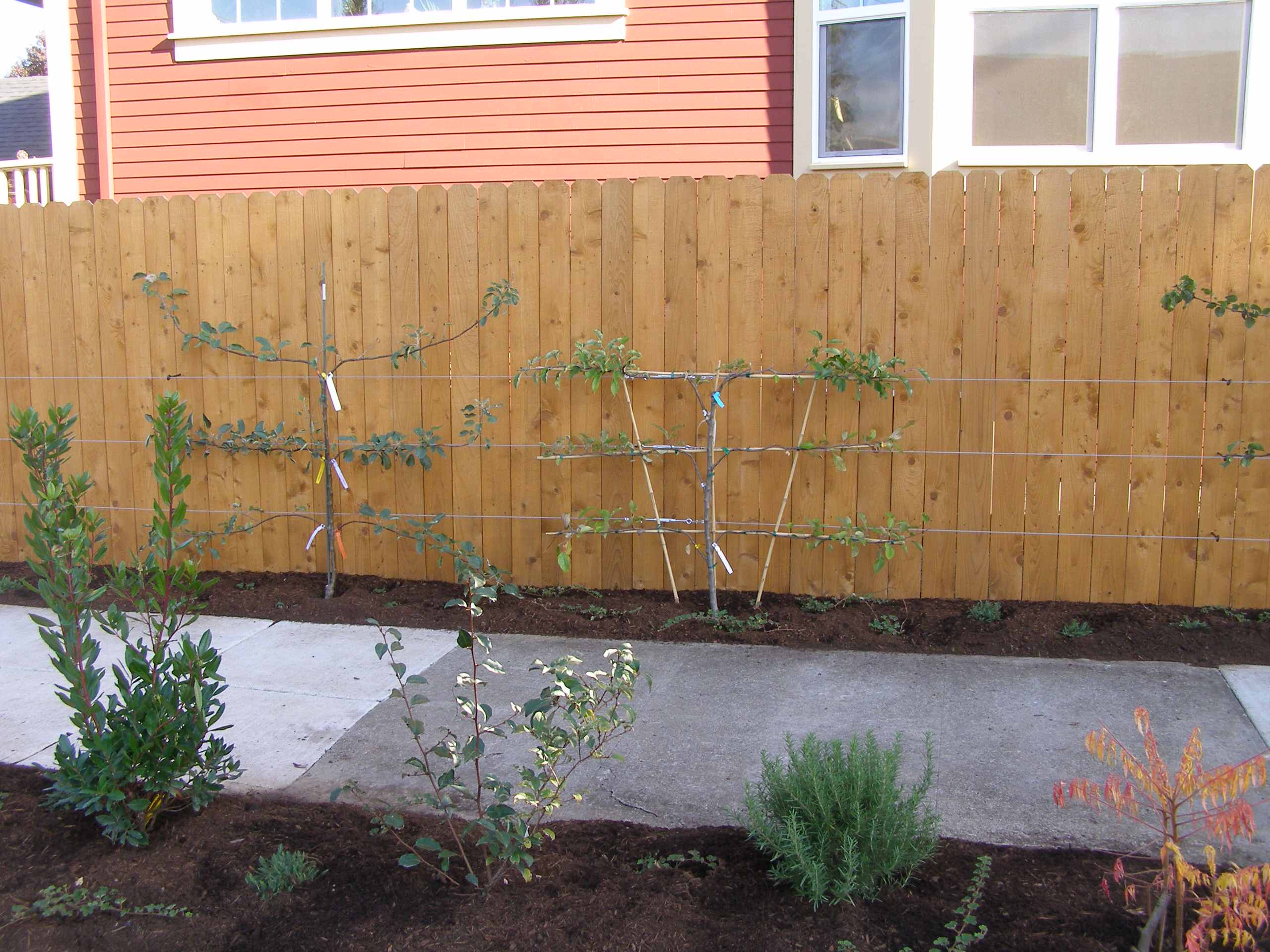 Шпалера в саду: Как вырастить деревья необычной формы