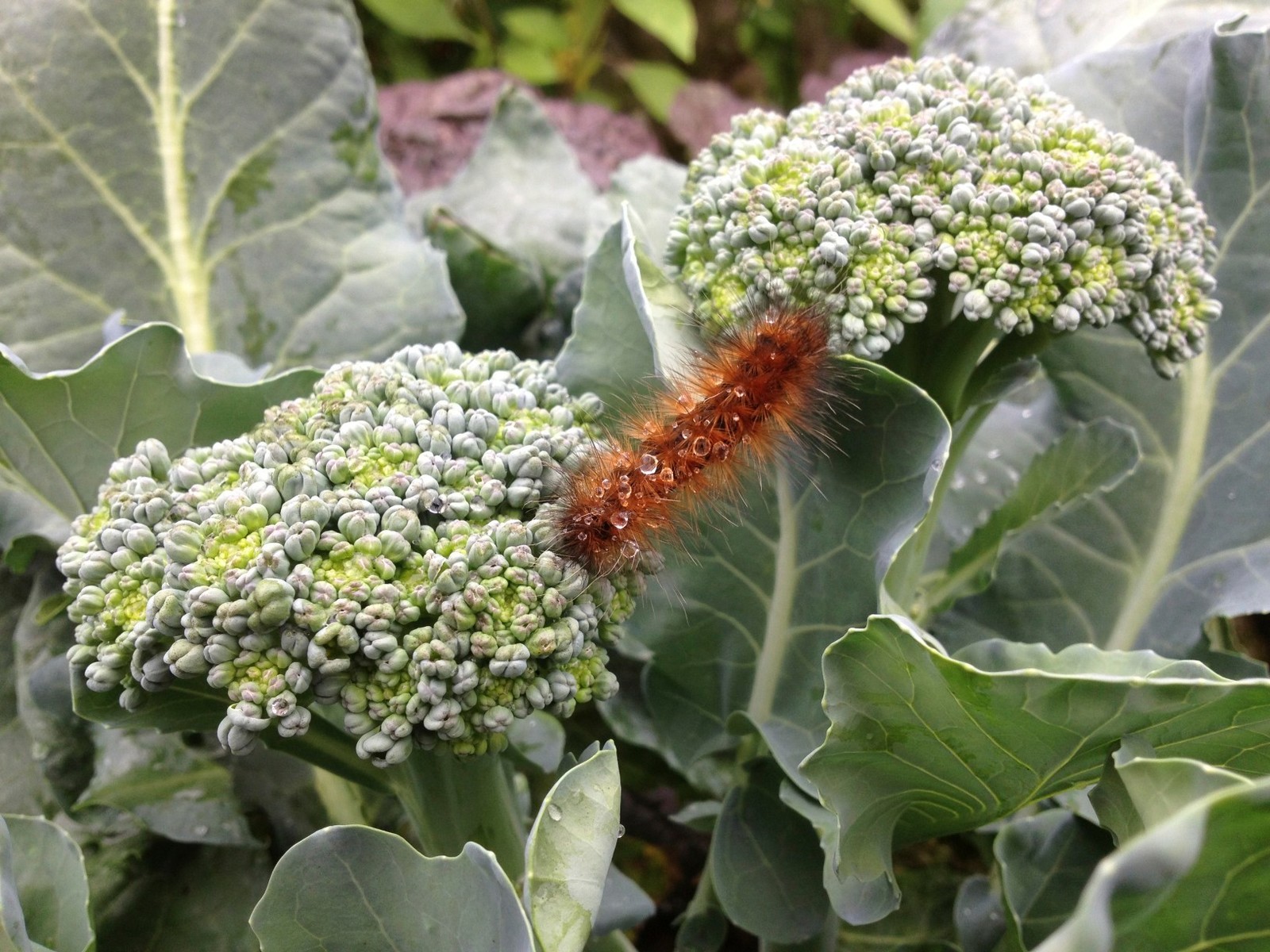 Что делать: Весенняя обработка сада от вредителей