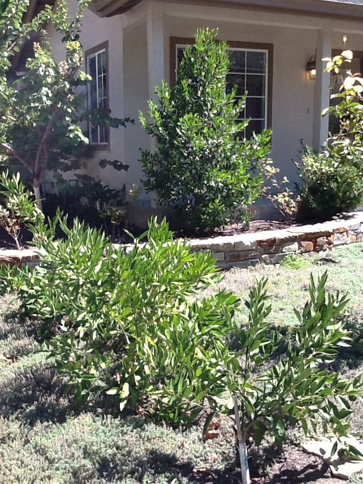 Работа над ошибками: Что пошло не так с деревьями