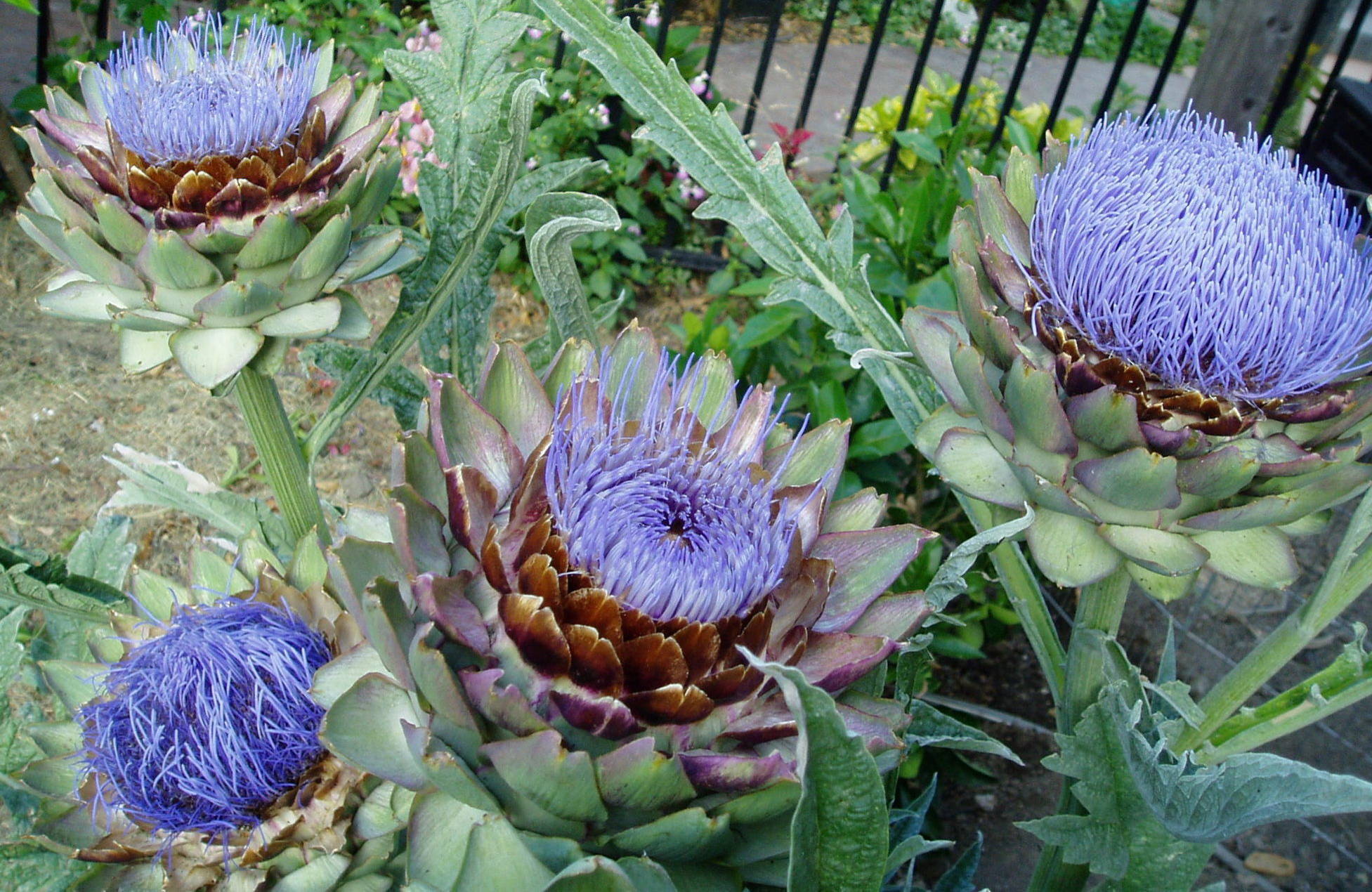 10 идей для огорода перед домом, который точно понравится соседям