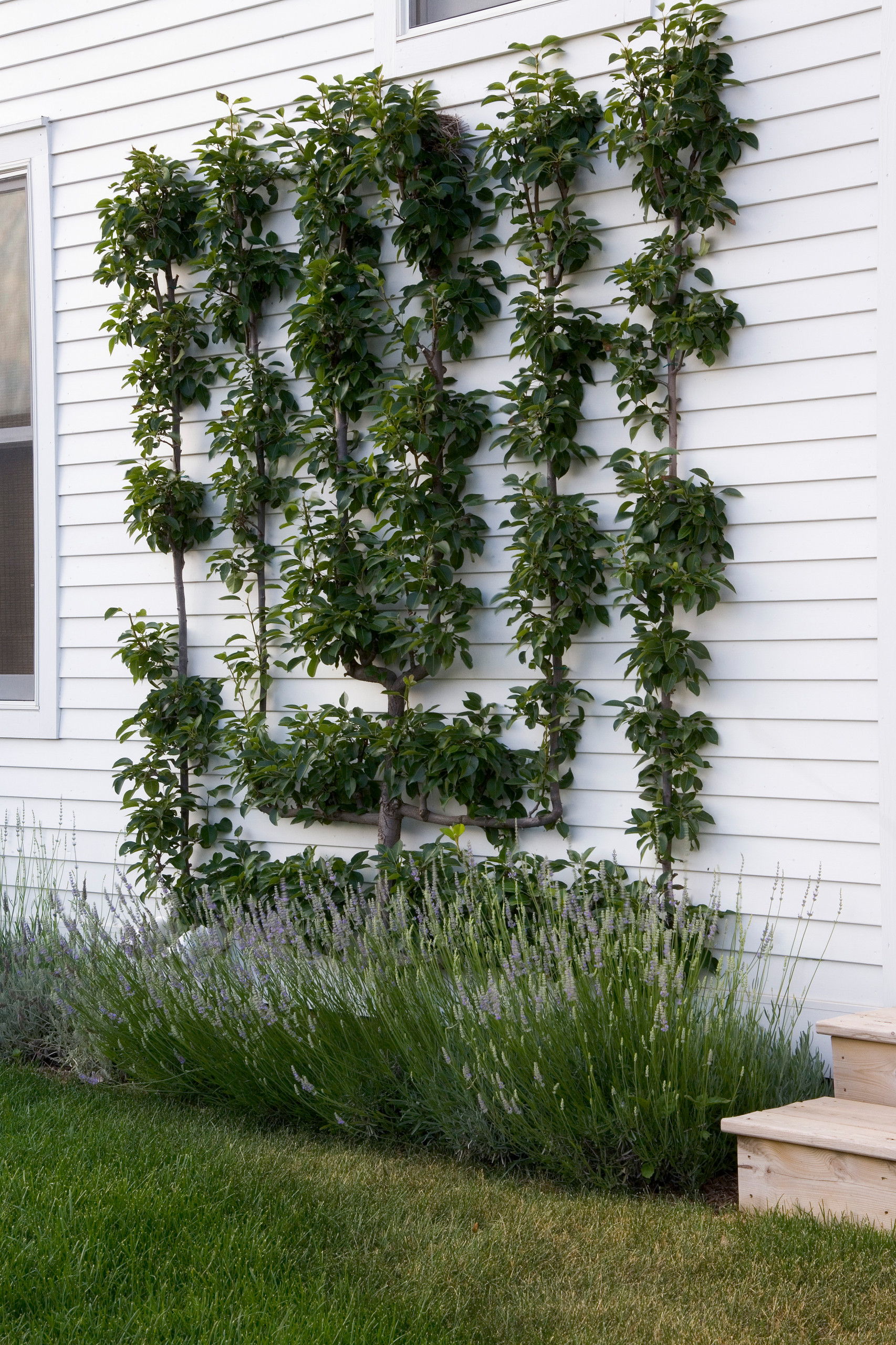 Шпалера в саду: Как вырастить деревья необычной формы