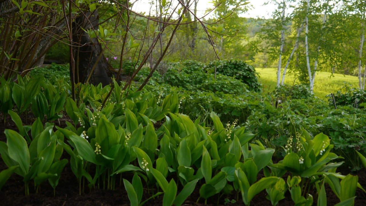 22 красиво цветущих растения для сырых и влажных мест в вашем саду