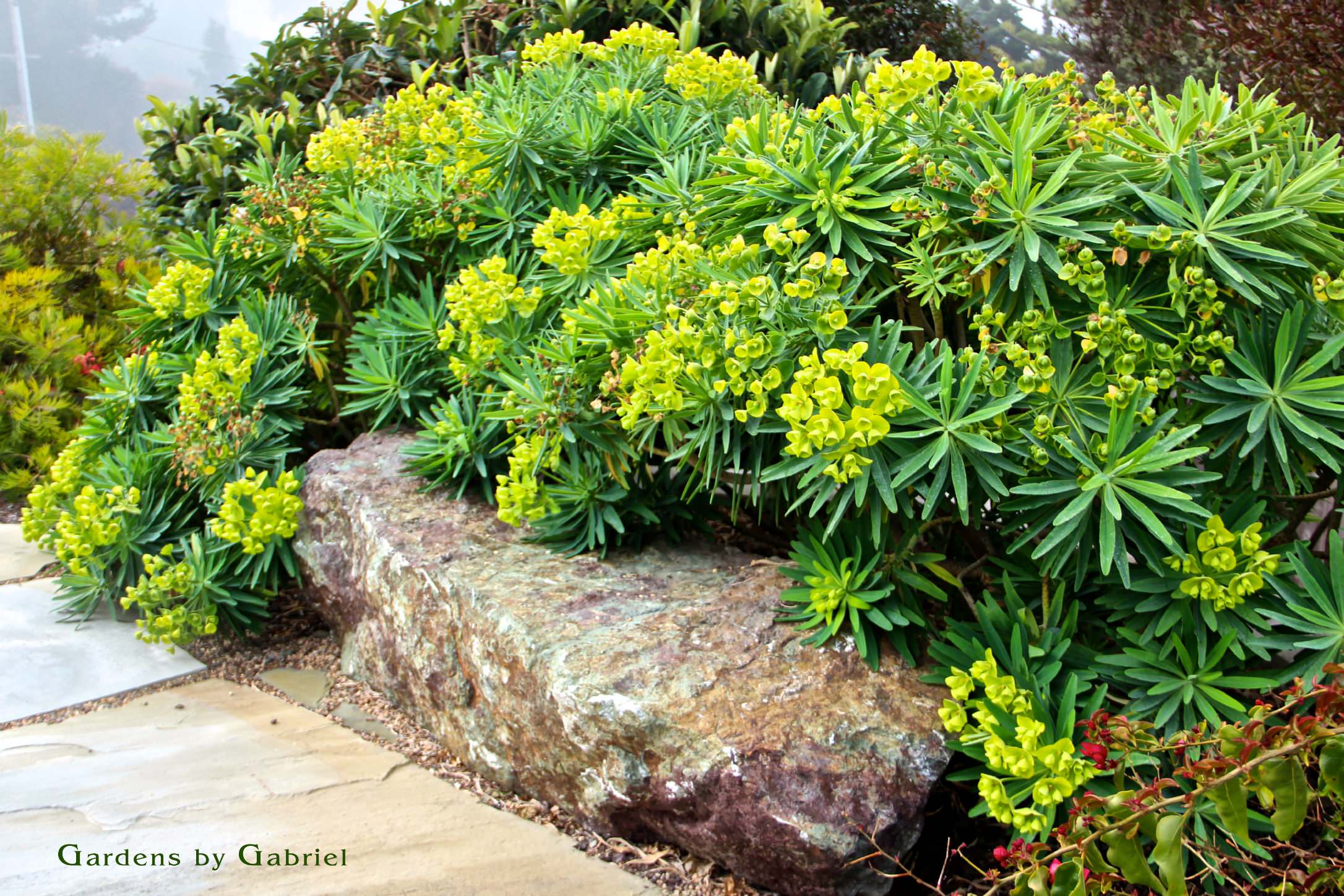 Сад для ленивых: Многолетники, легкие в уходе