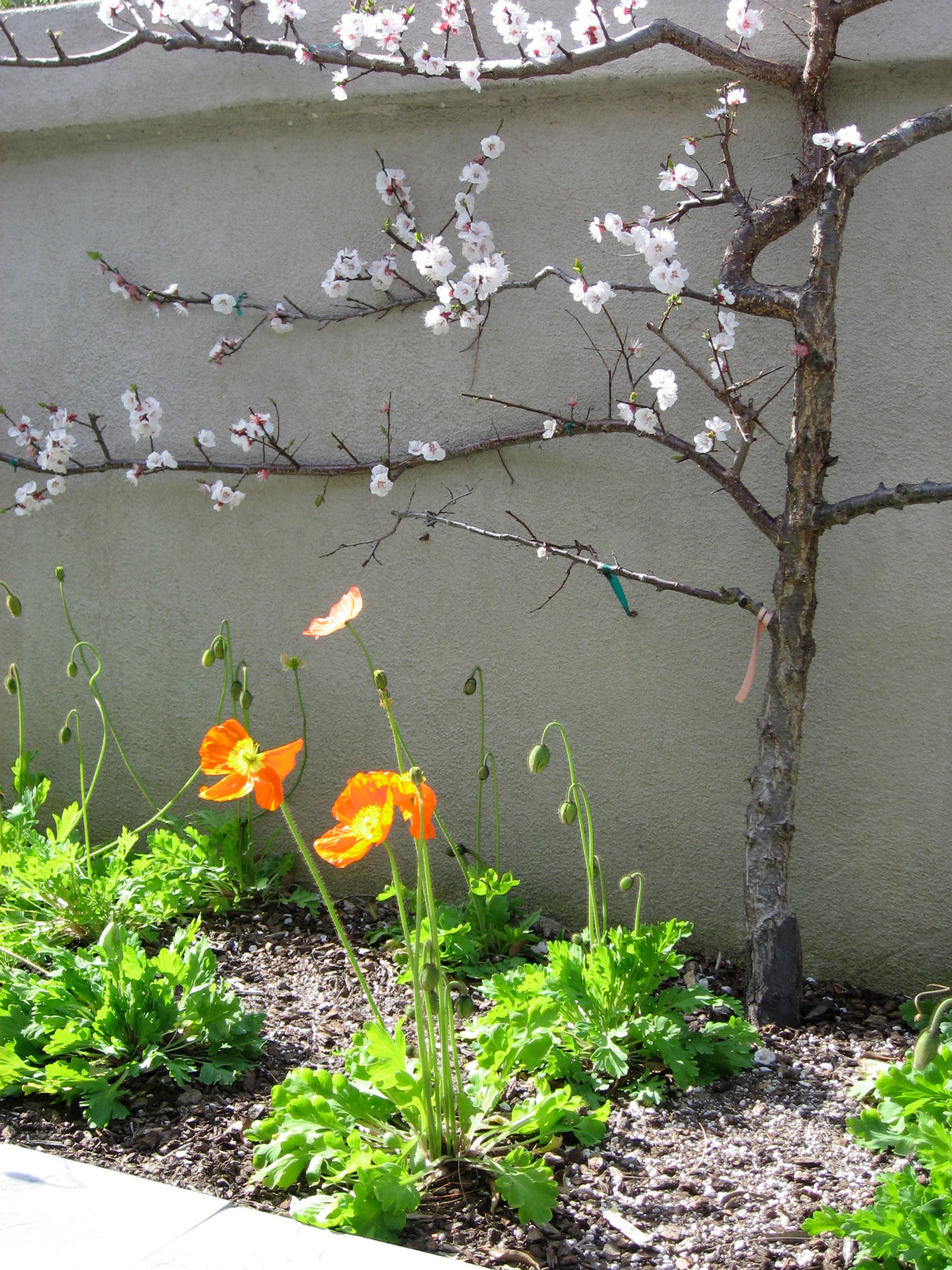 На прививку становись: Зачем и как прививают деревья