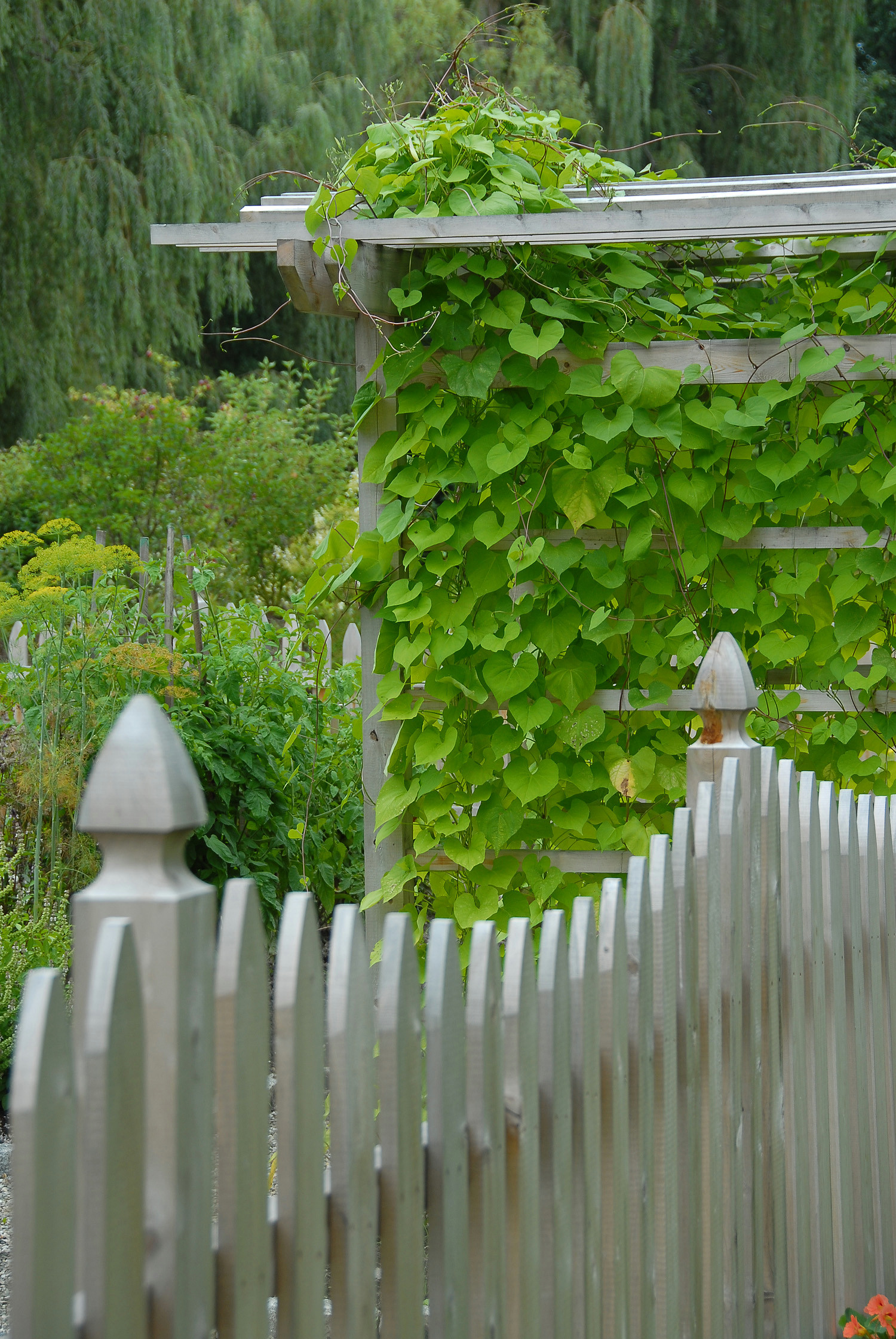 Осень на участке: Планируем деревья... в огороде