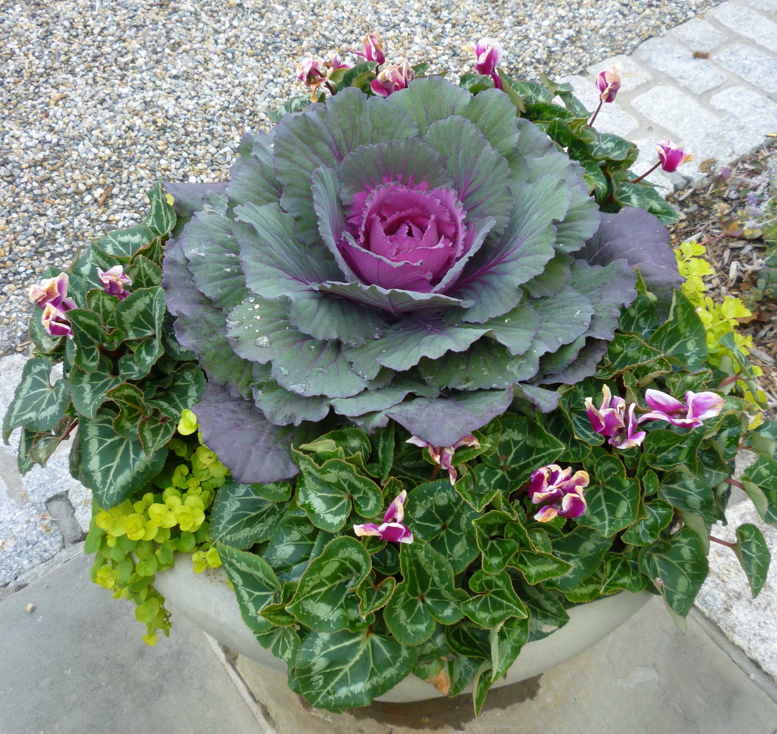 Как правильно: Горшечный сад осенью — проводим апгрейд