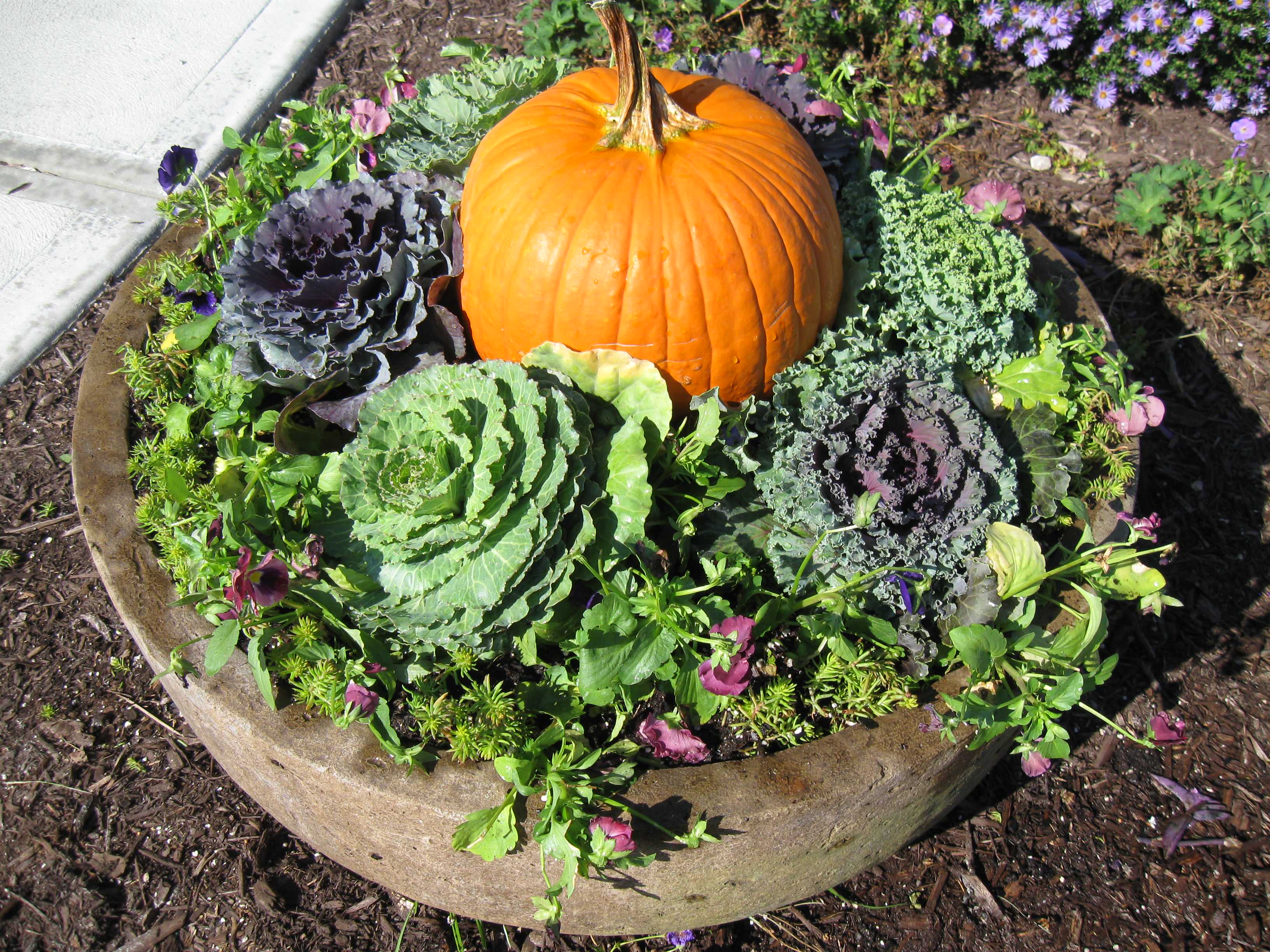 Как правильно: Горшечный сад осенью — проводим апгрейд