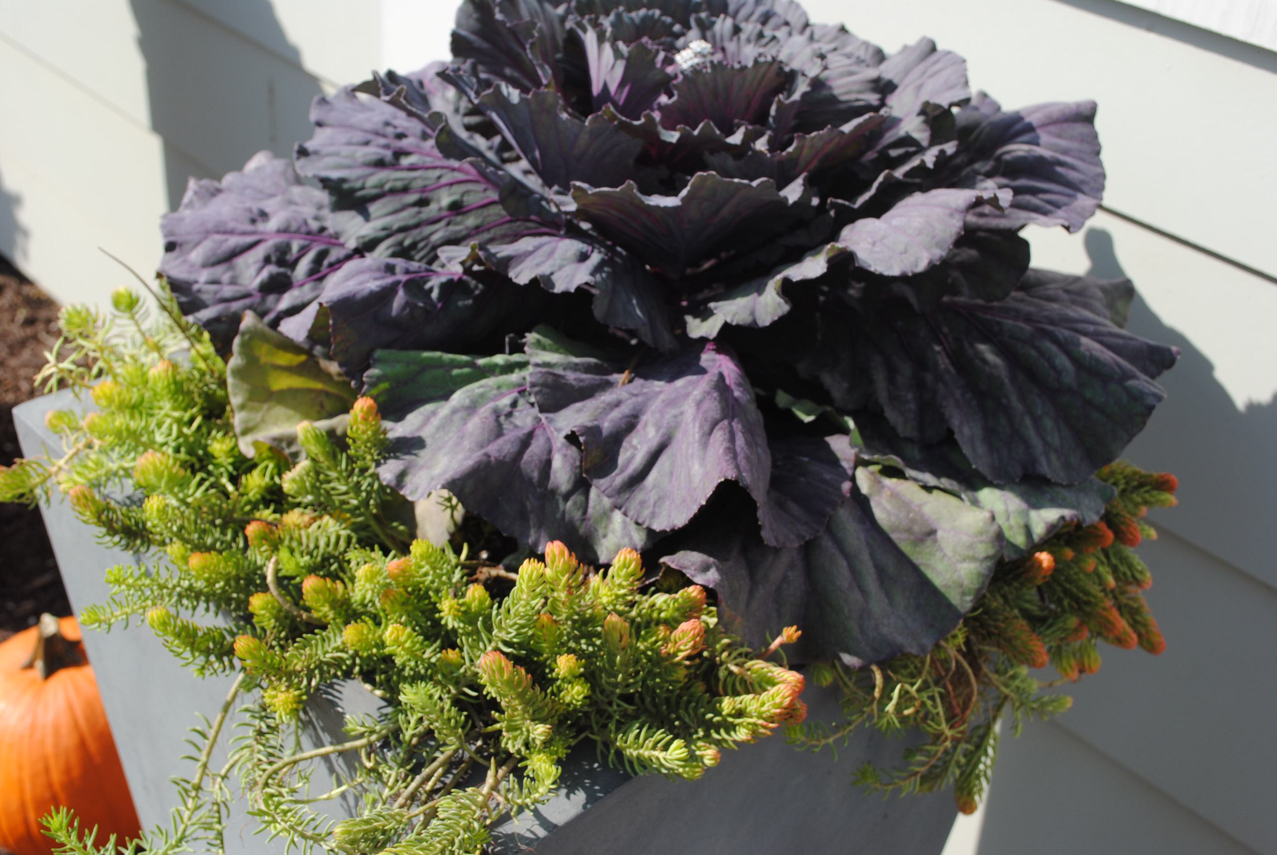 Как правильно: Горшечный сад осенью — проводим апгрейд