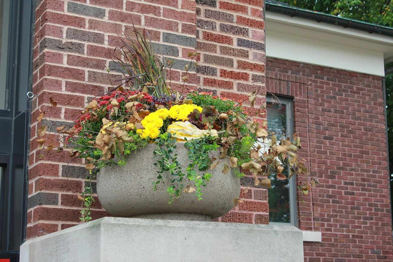 Как правильно: Горшечный сад осенью — проводим апгрейд