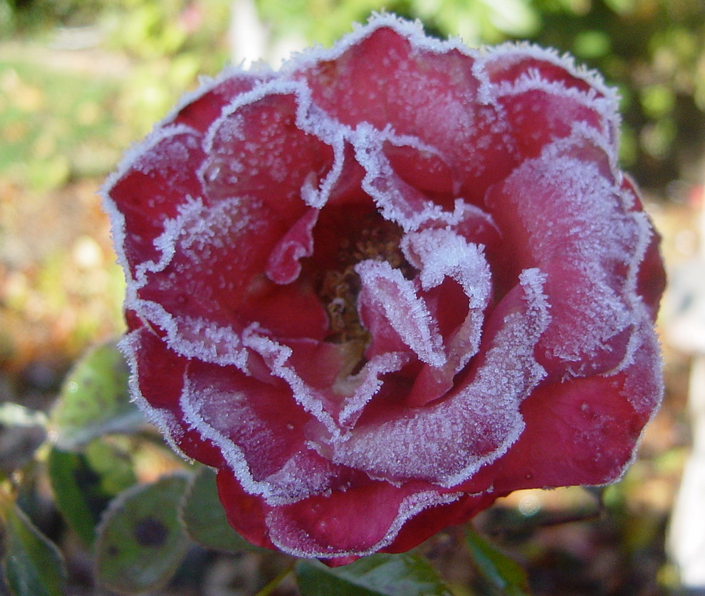 Хороший вопрос: Как правильно сажать и выращивать розы?