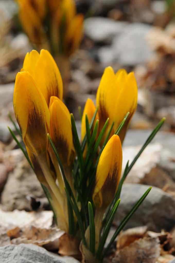 Как правильно: Выбрать первоцветы для «ленивого сада»