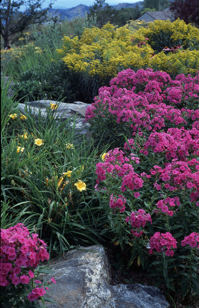 Растение месяца: Флокс метельчатый