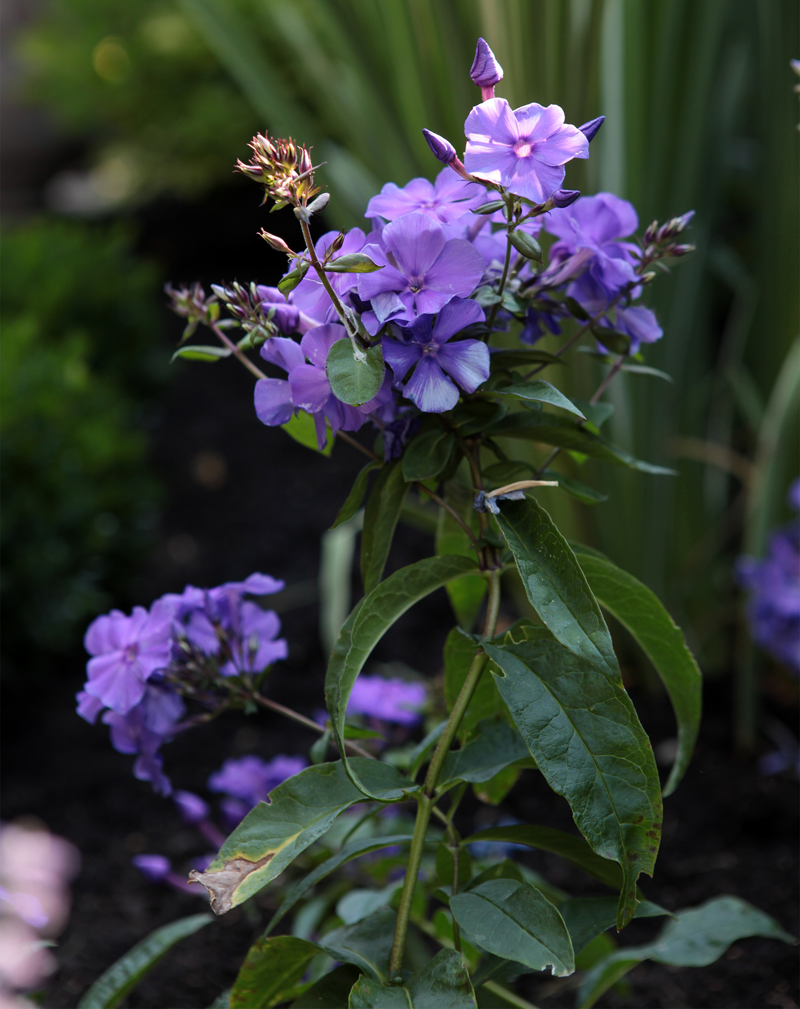 Растение месяца: Флокс метельчатый