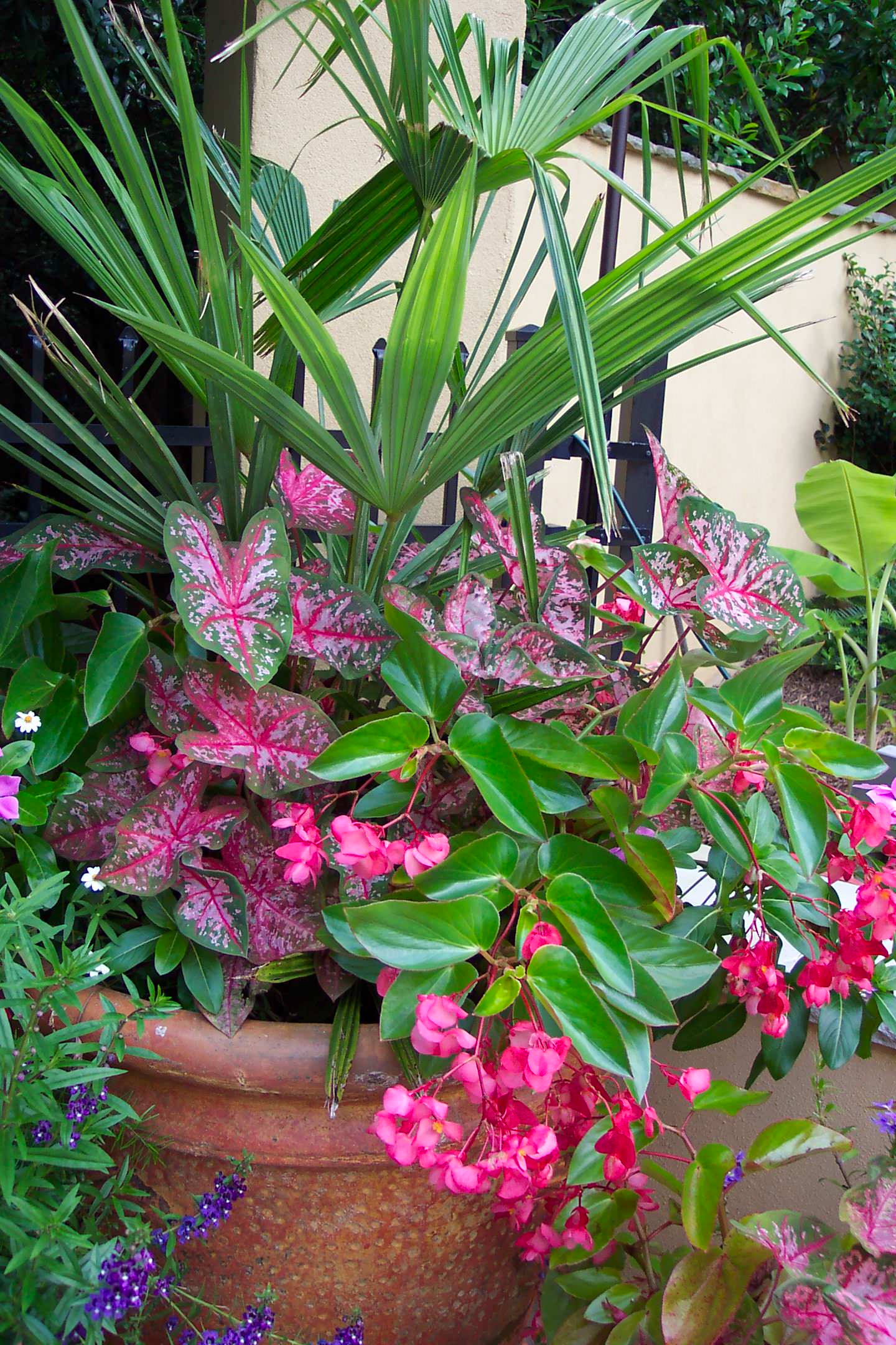 Чистый яд: Комнатные растения, которым не место в доме