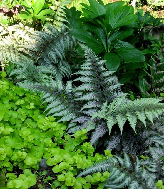 Растения: Выбираем декоративнолистные для сада