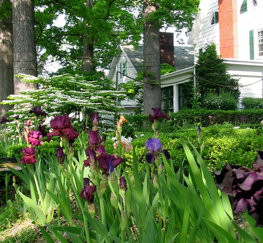 Цветок месяца: Ирис бородатый