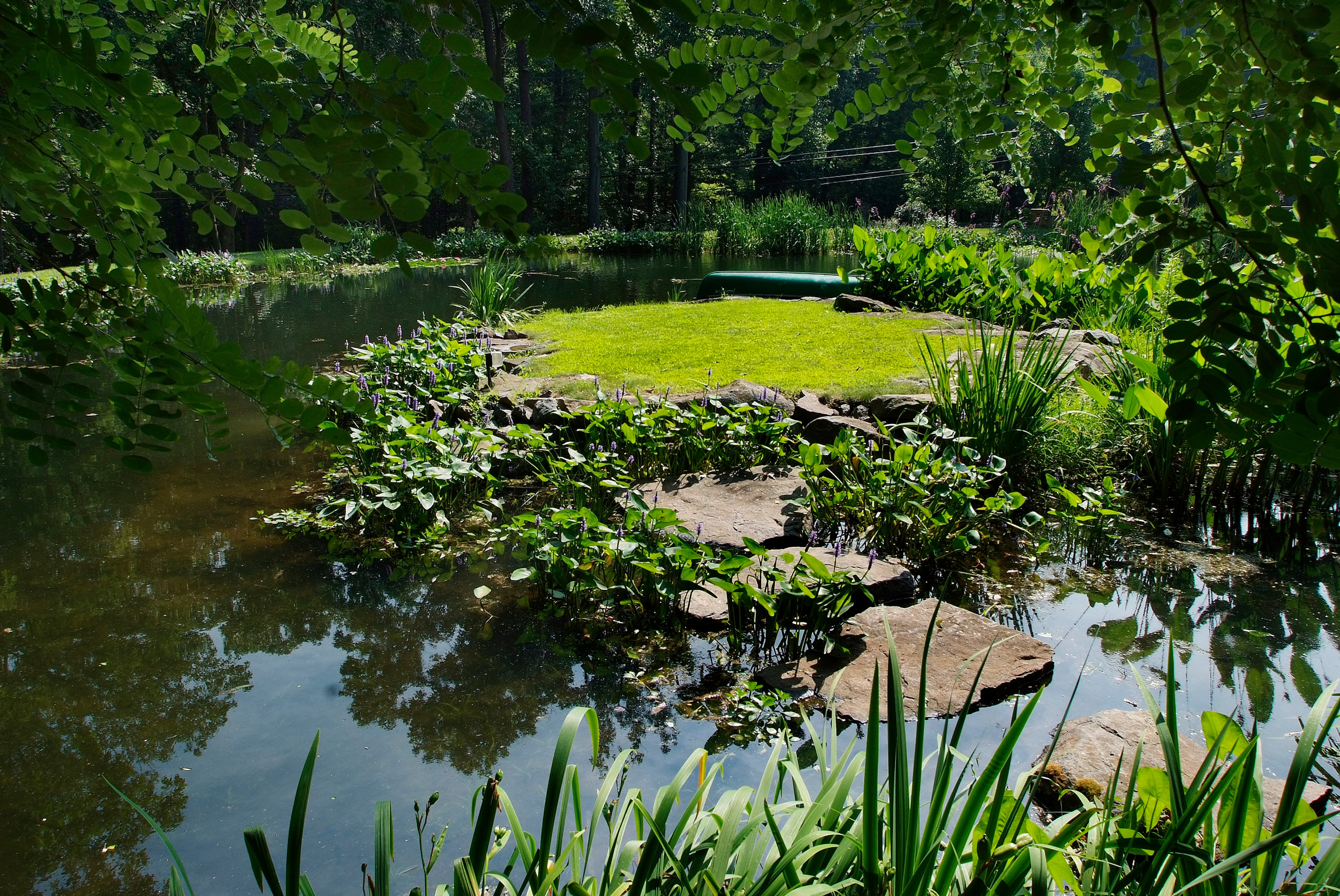 Концы в воду: Декоративные растения для оформления пруда