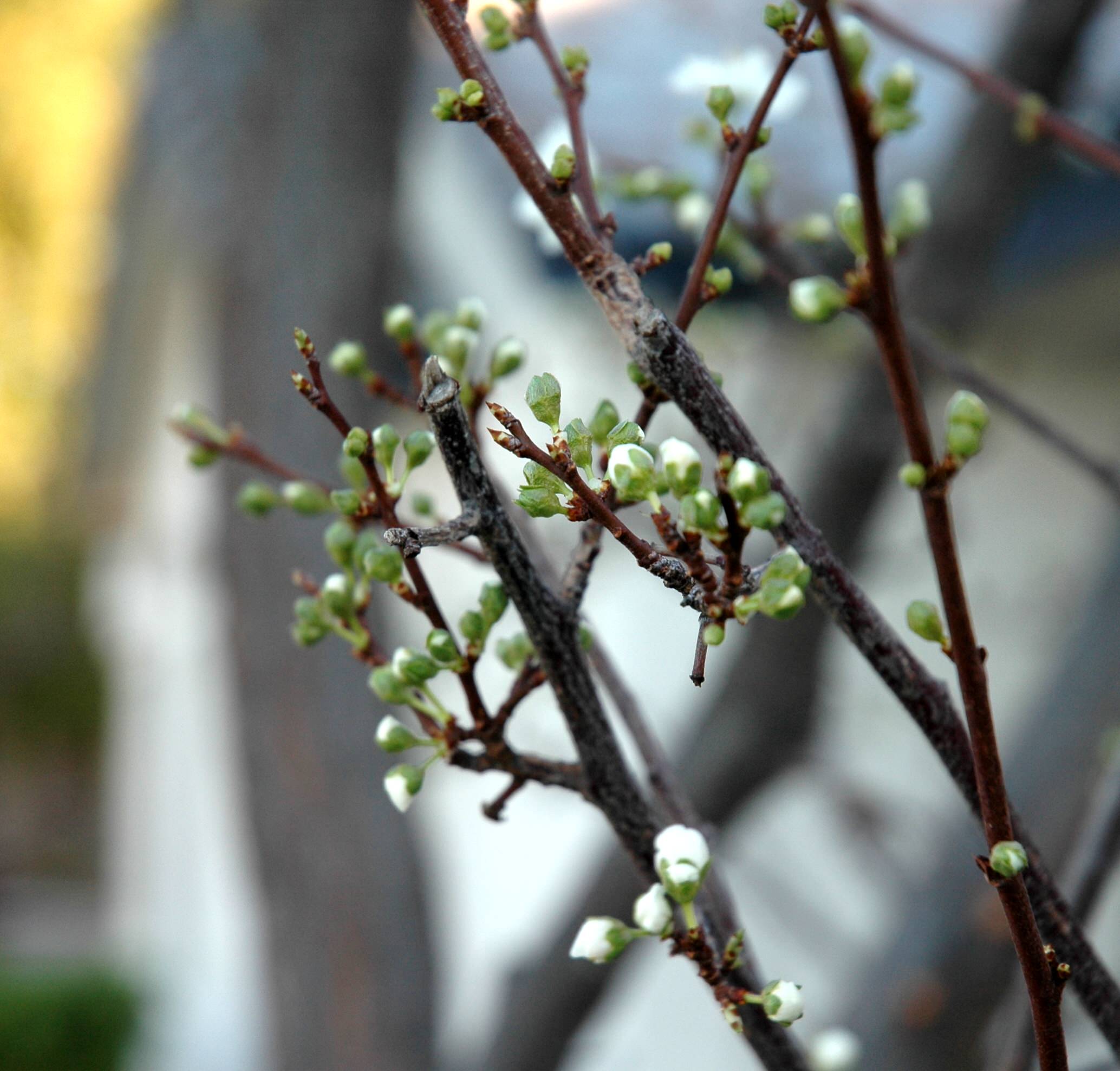 Работа над ошибками: Что пошло не так с плодовыми