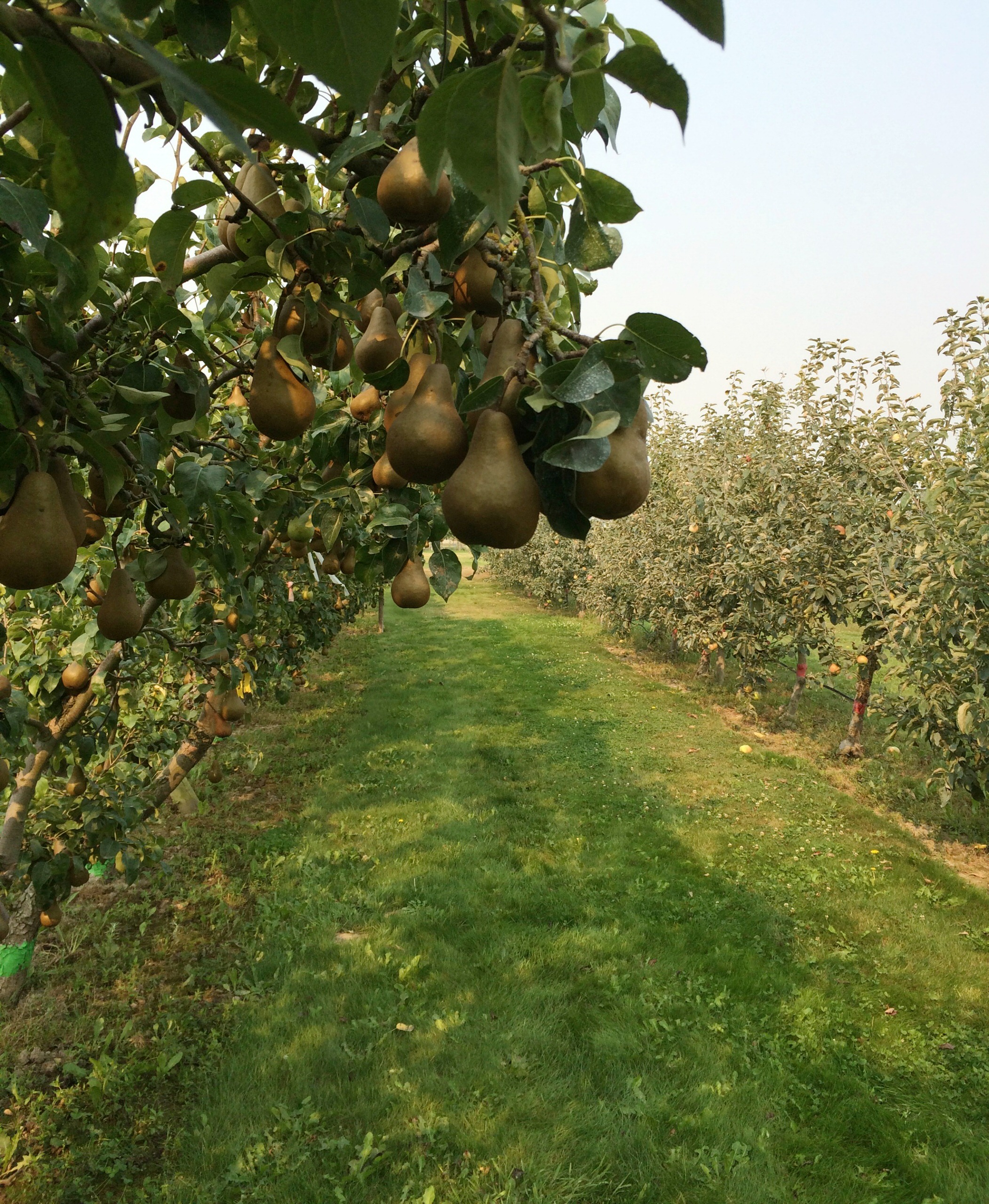 Работа над ошибками: Что пошло не так с плодовыми