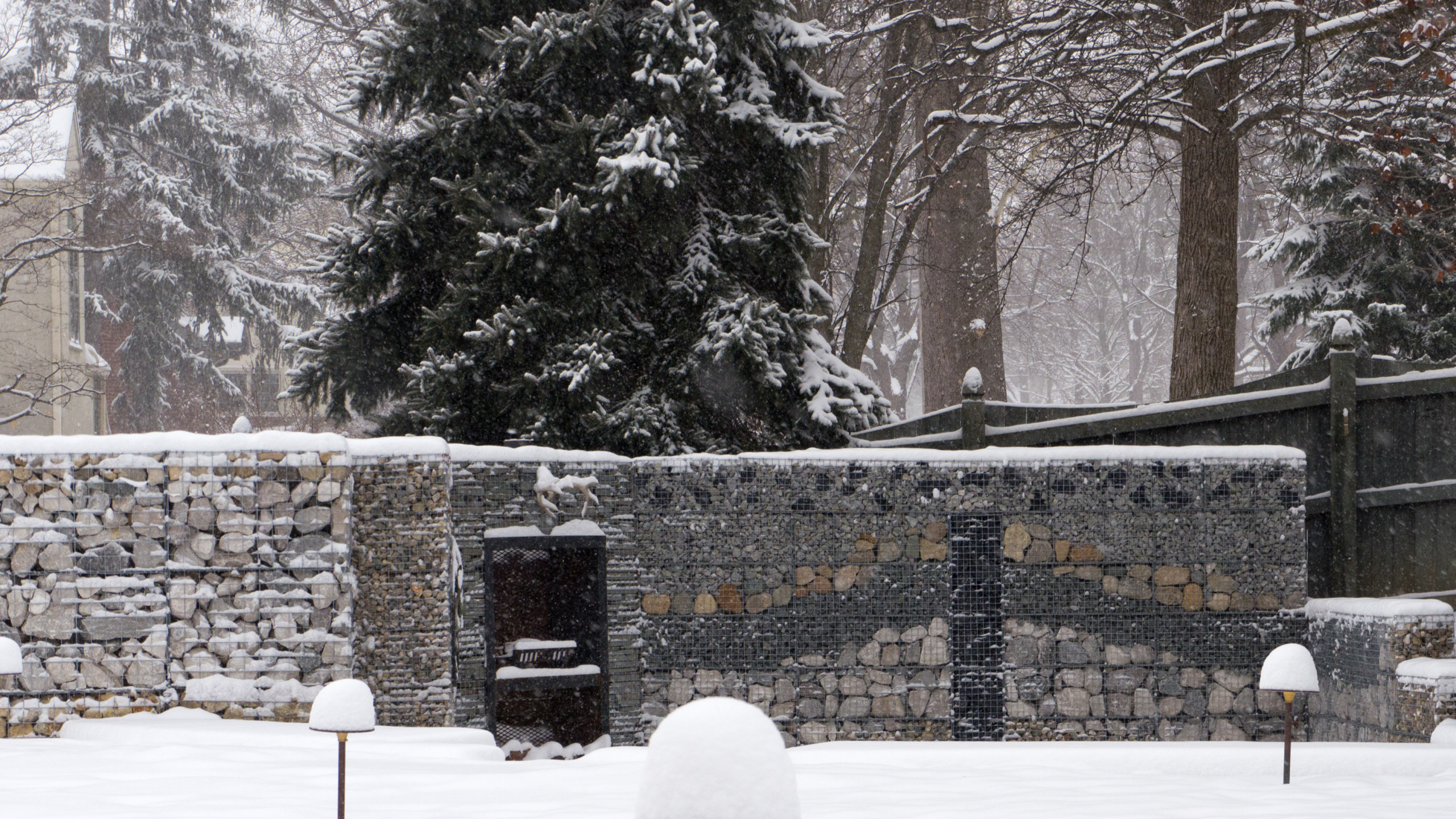 Елка будущего года: Какую выбрать и где посадить