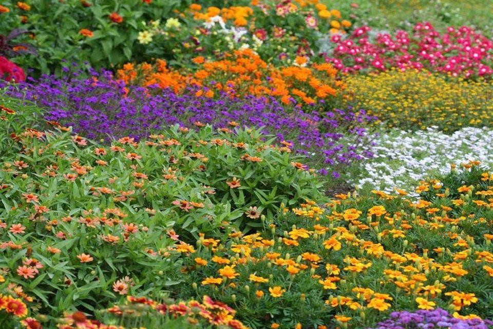 Дизайн клумбы: Шаг за шагом