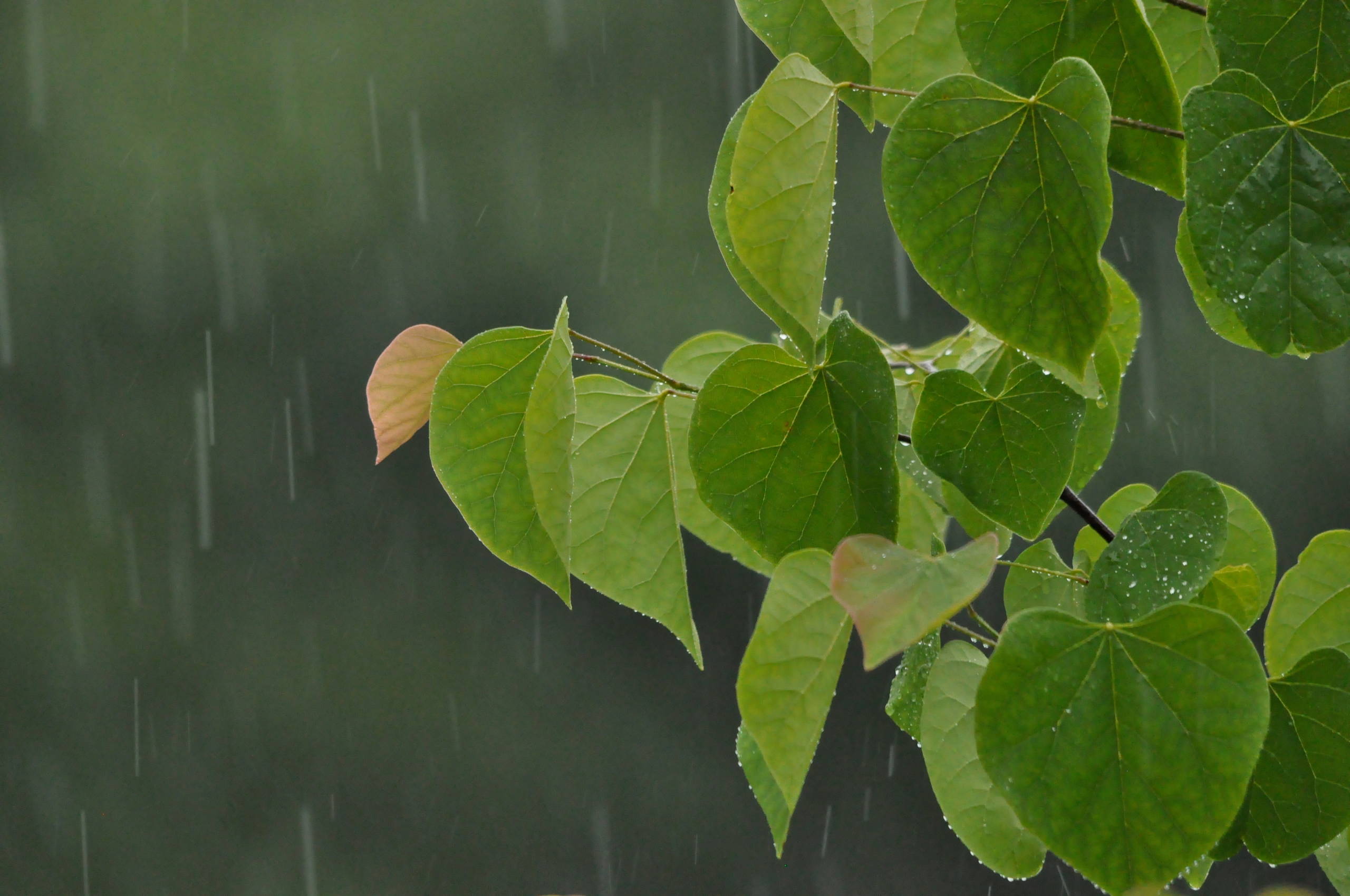 Как правильно: Организовать сбор дождевой воды