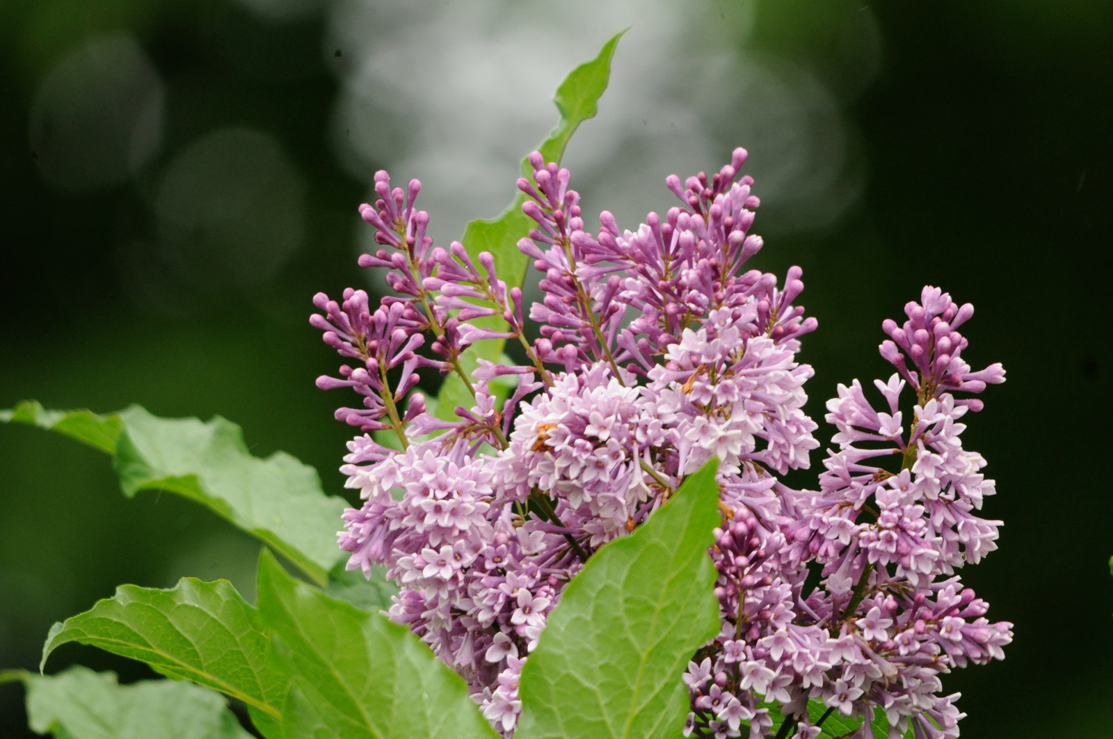 Как правильно: Выбрать и посадить сирень в своем саду