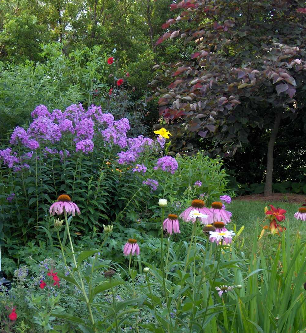 Растение месяца: Флокс метельчатый