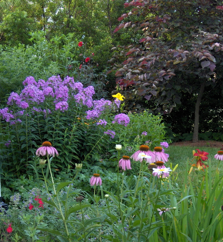 Растение месяца: Флокс метельчатый